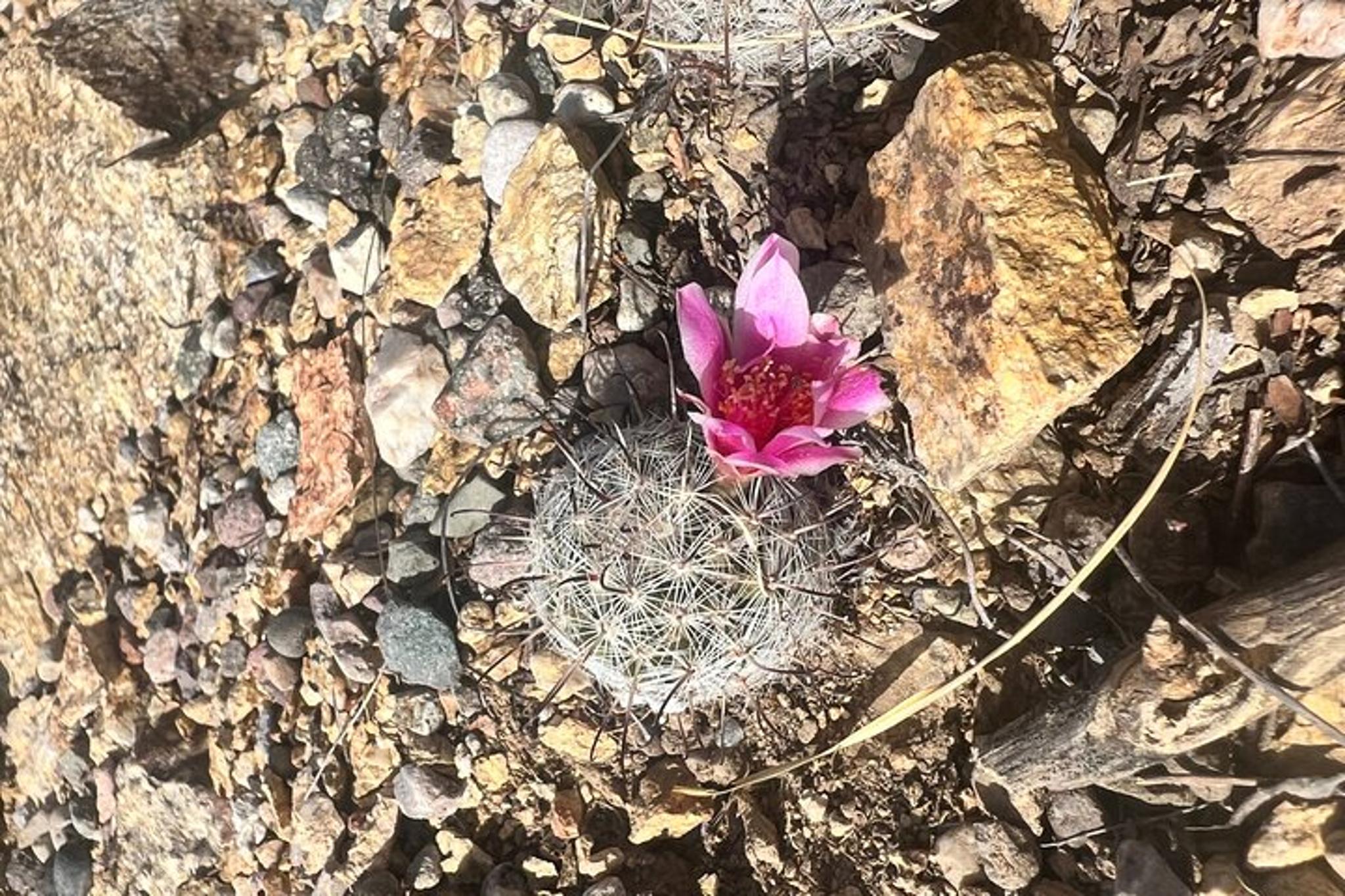 Tucson Sonoran Desert Guided Hike - Image 6