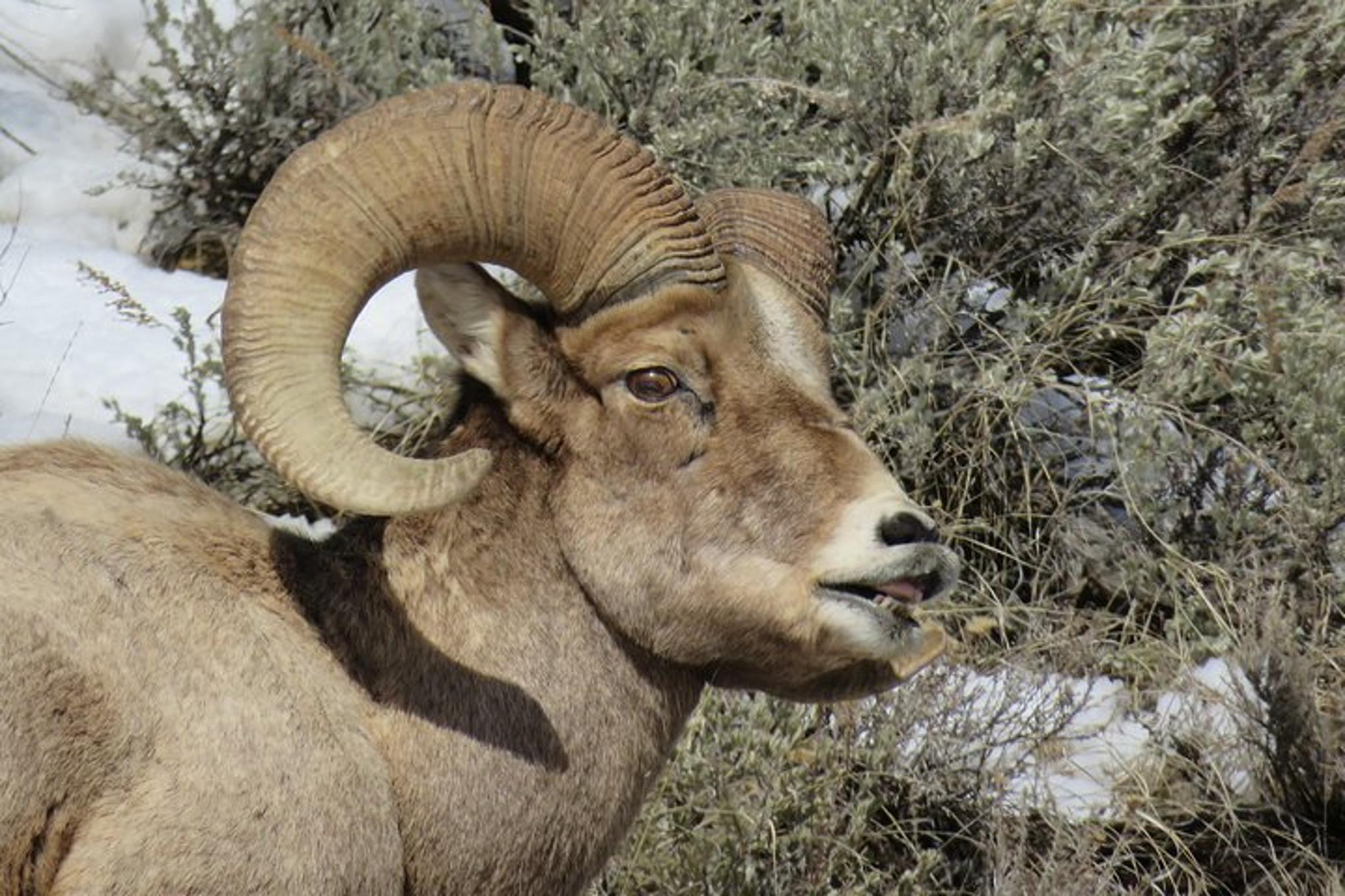 Jackson Hole Wildlife Tour