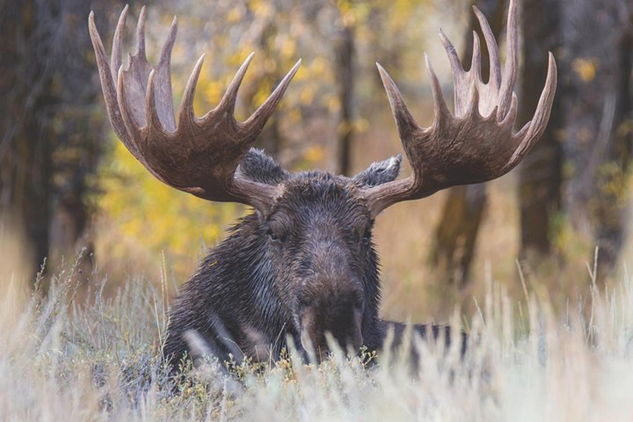 Grand Teton Wildlife Safari