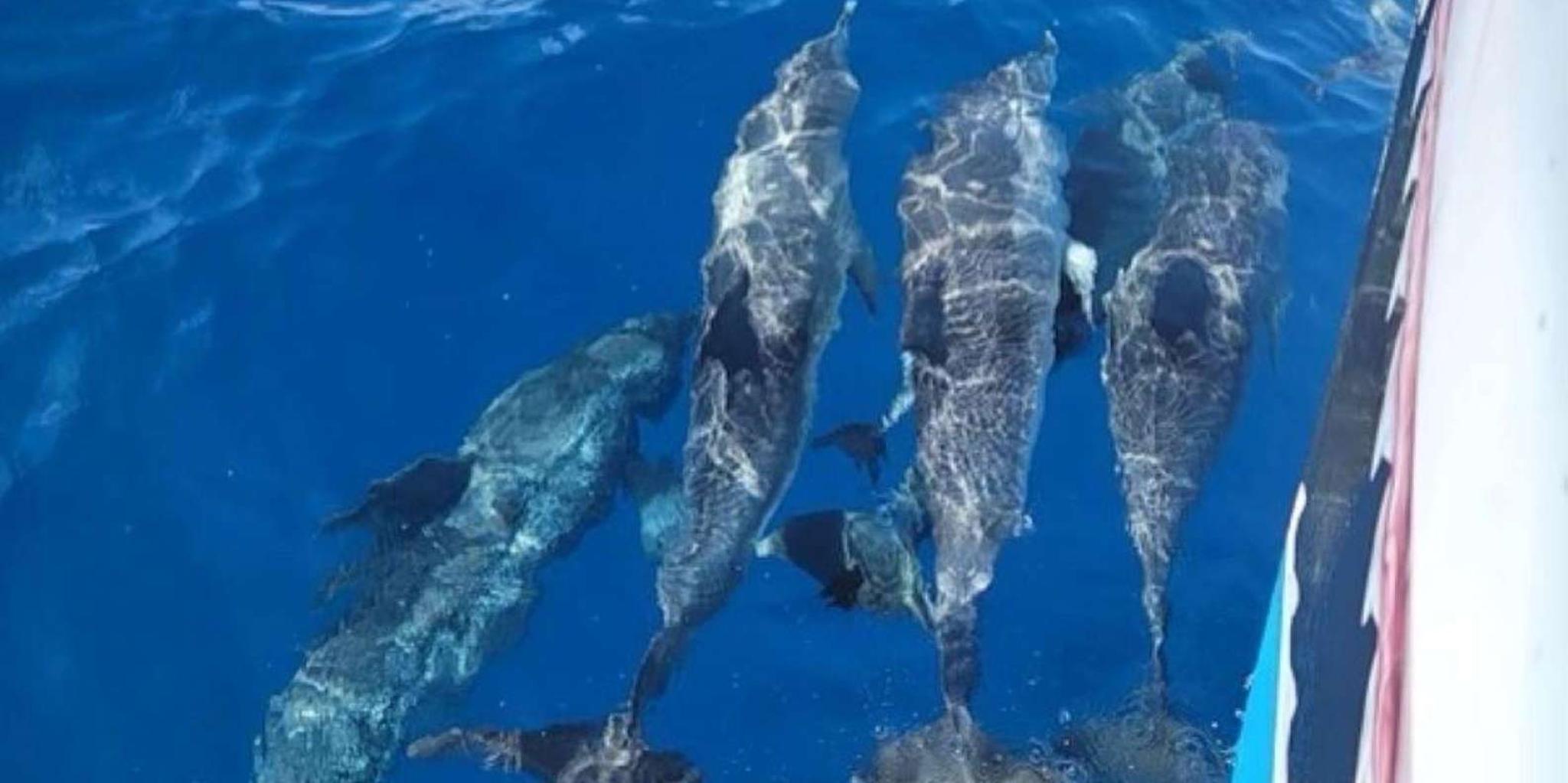 Port Aransas Dolphin Watch Boat Tour - Image 2