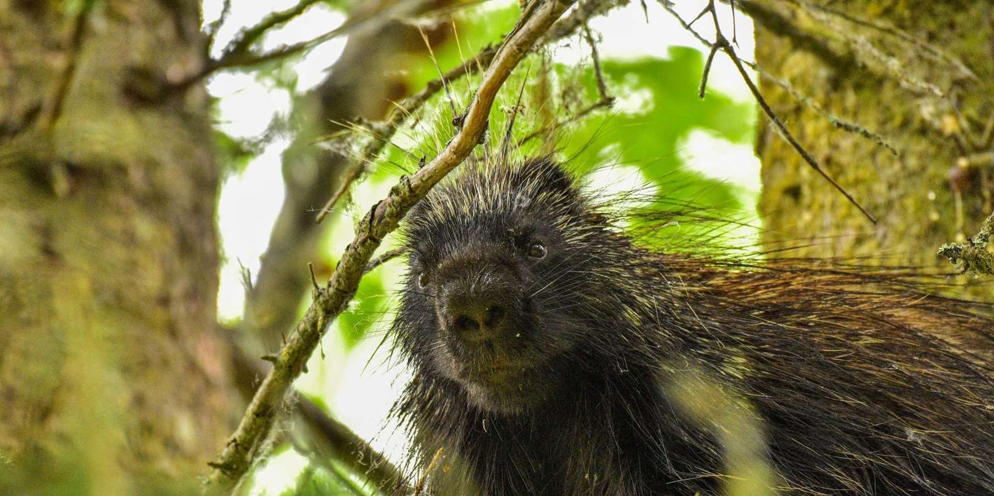 Seward Wilderness Hiking Tour - Image 4