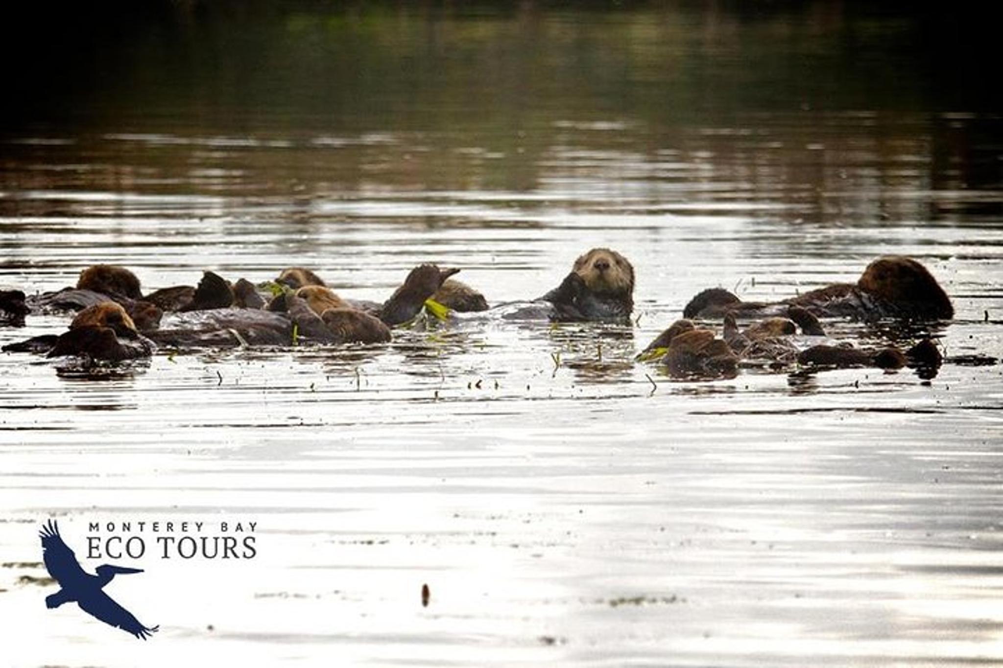 Monterey Wildlife Tour in Elkhorn Slough - Image 3