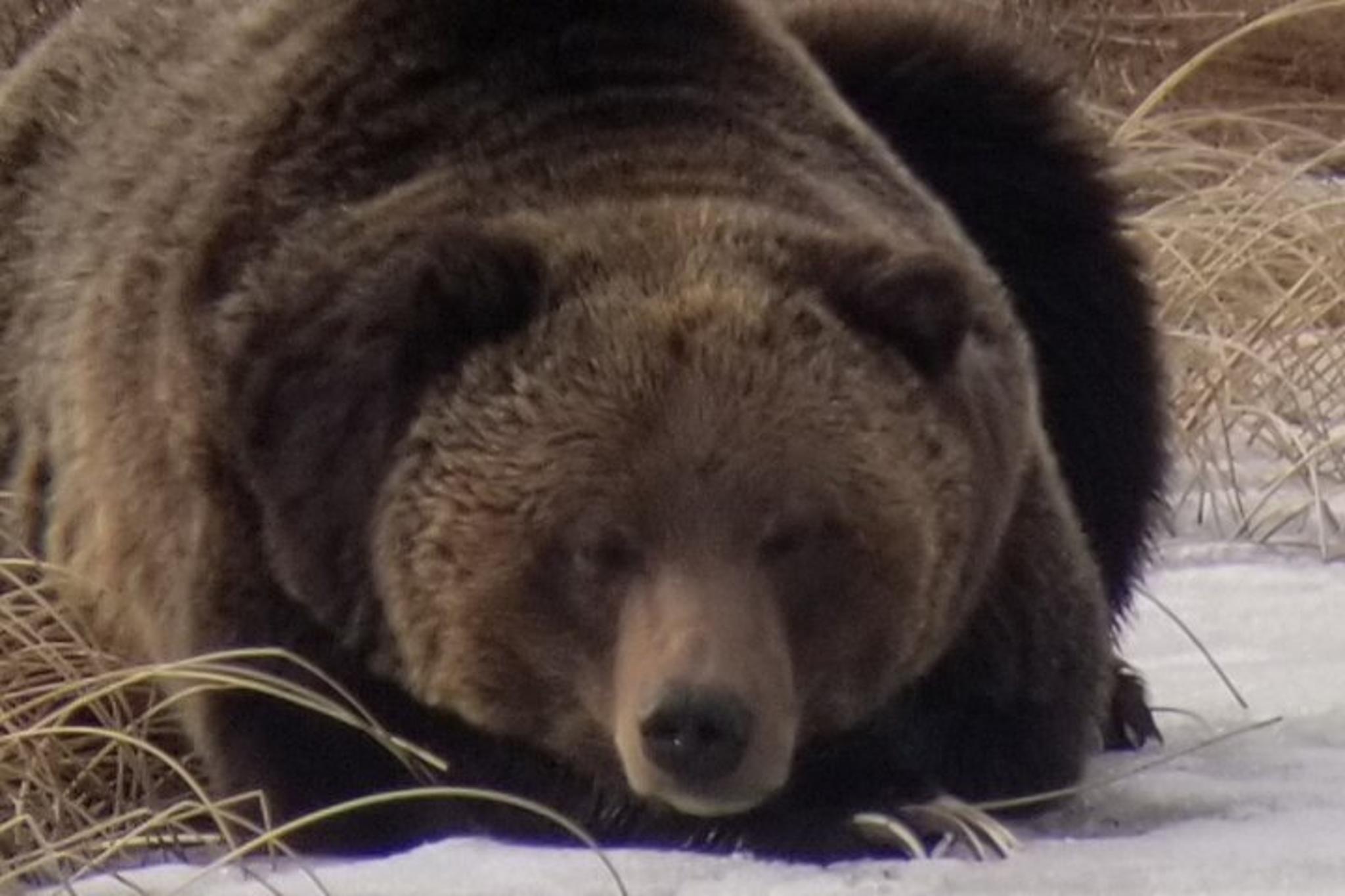 Yellowstone Wolf and Bear Watching Tour - Image 2