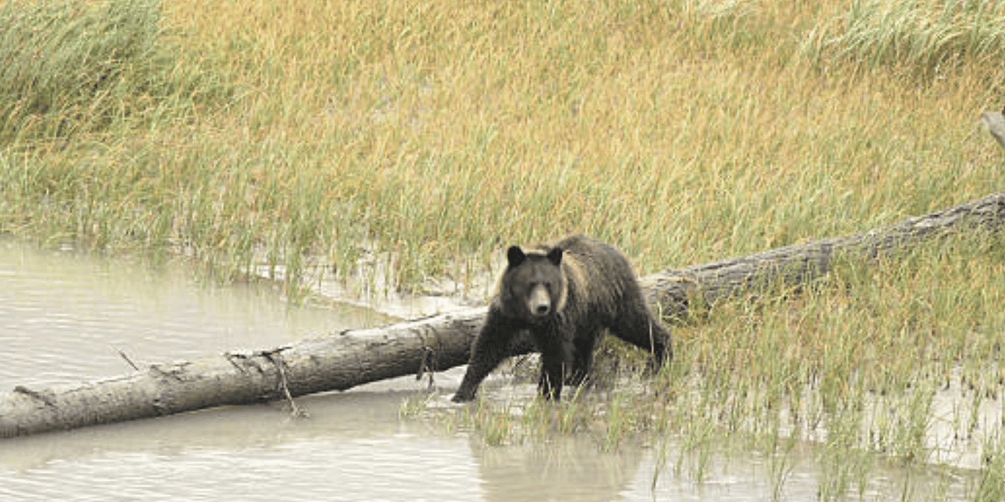 Skagway White Pass & Gold Rush Adventure - Image 5