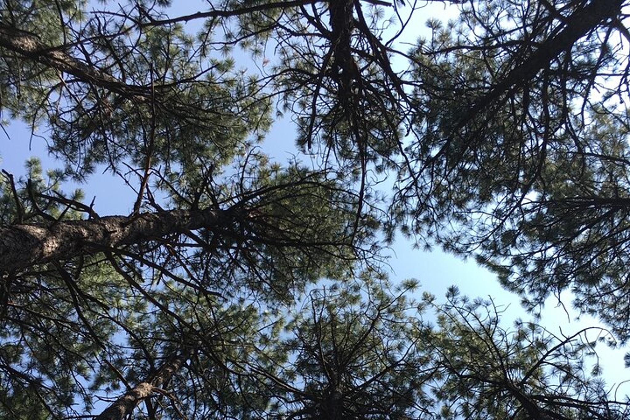 Colorado Fall Foliage Hike Legault Mountain - Image 5