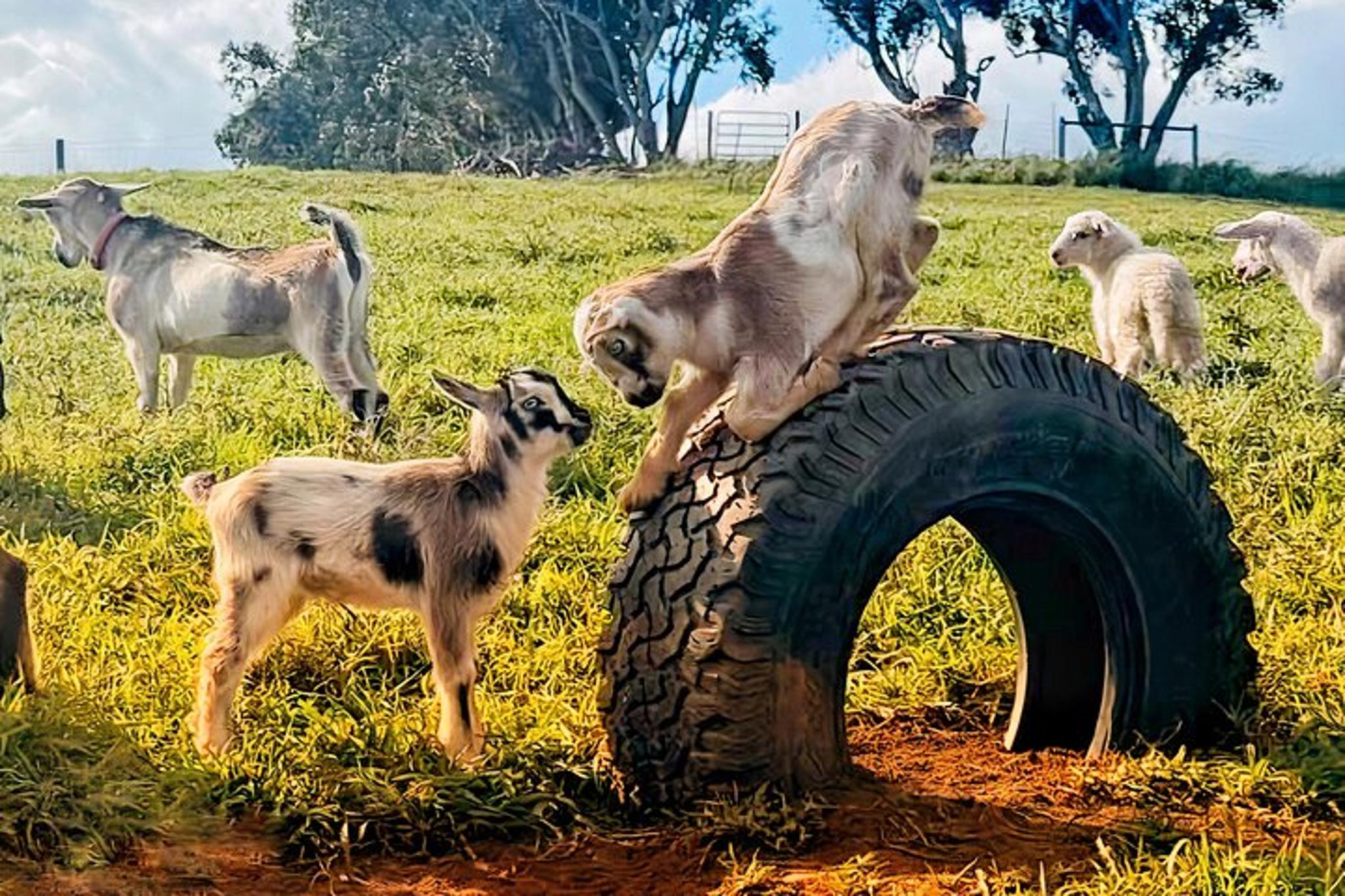 Kauai Baby Farm Animal Experience - Image 5