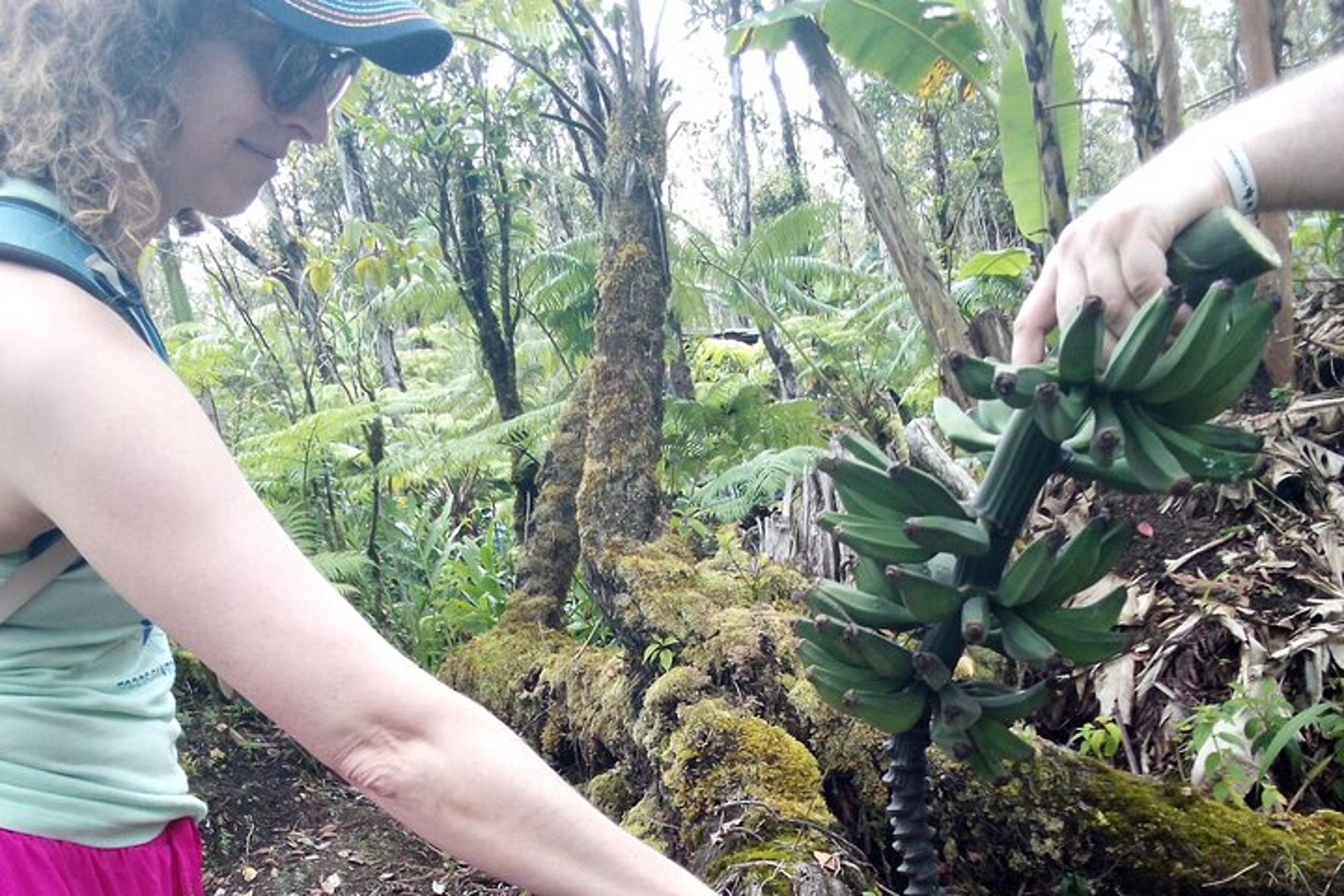 Fern Forest Banana Cultivation Experience - Image 5
