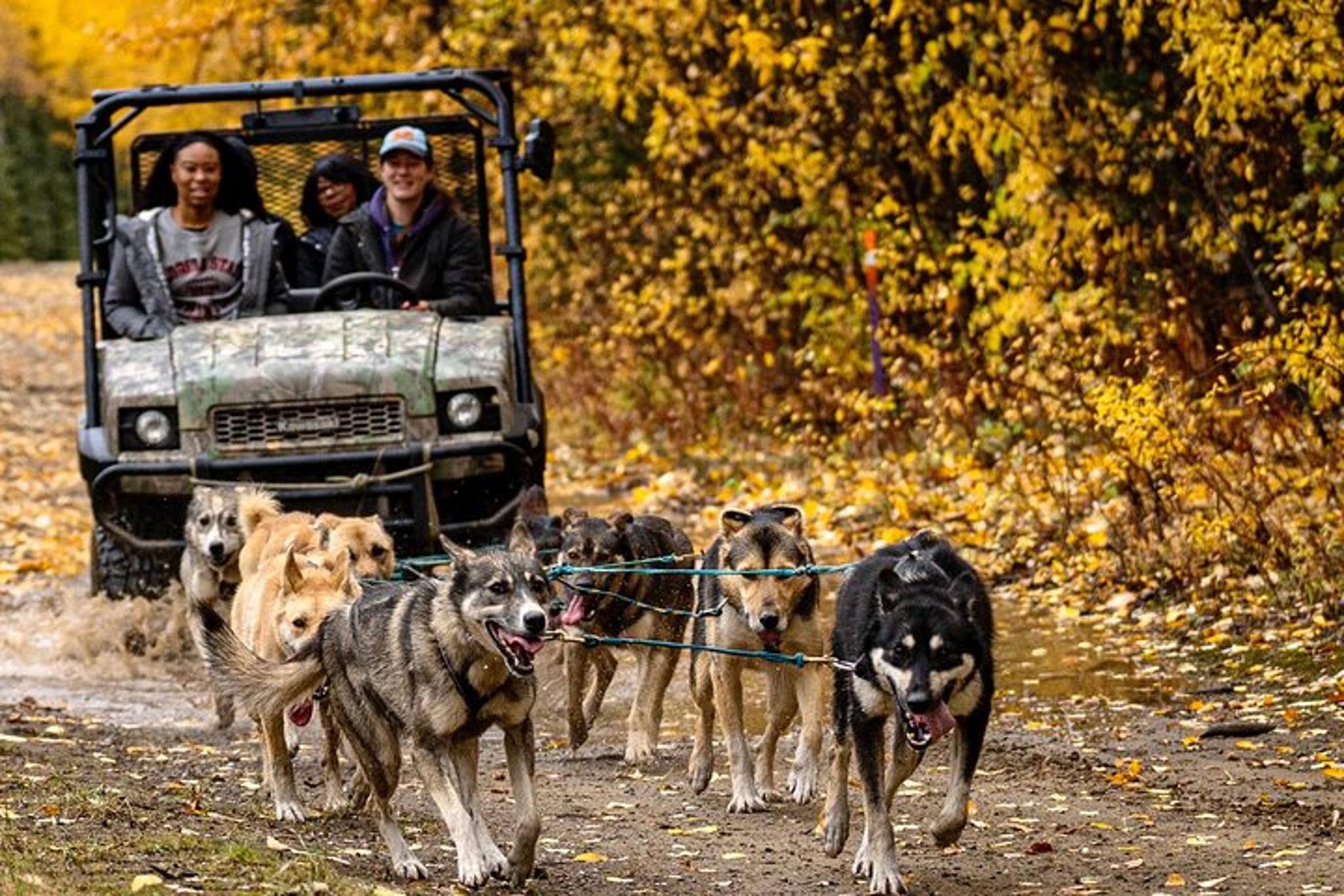 Two Rivers Sled Dog Experience 1 Hour - Image 2