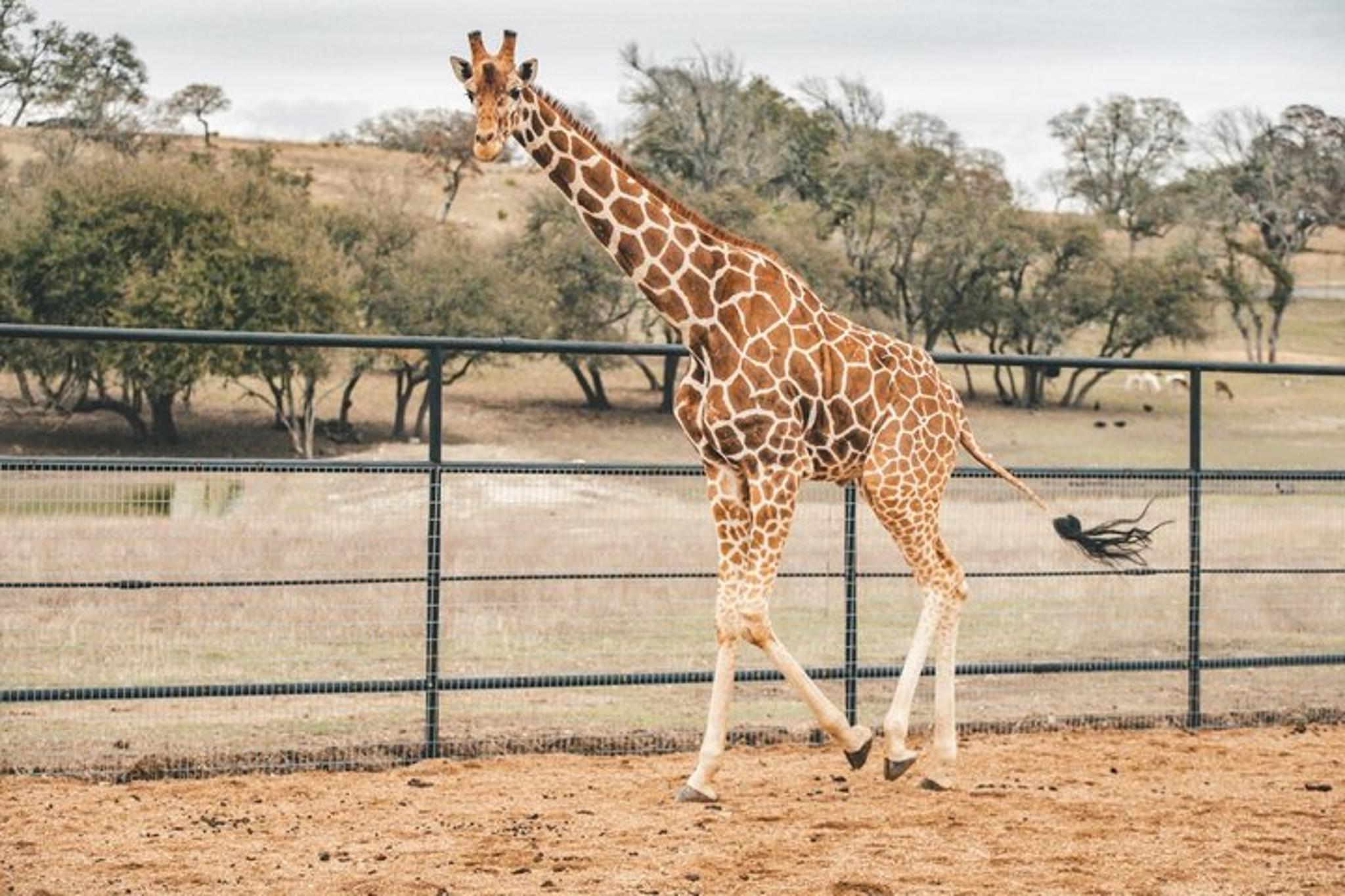 Fredericksburg Safari Tour - Image 2