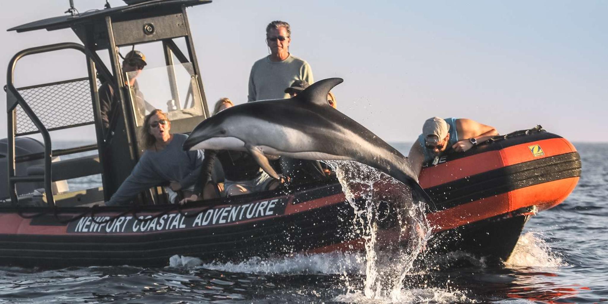 Newport Beach Whale Watching Adventure - Image 3