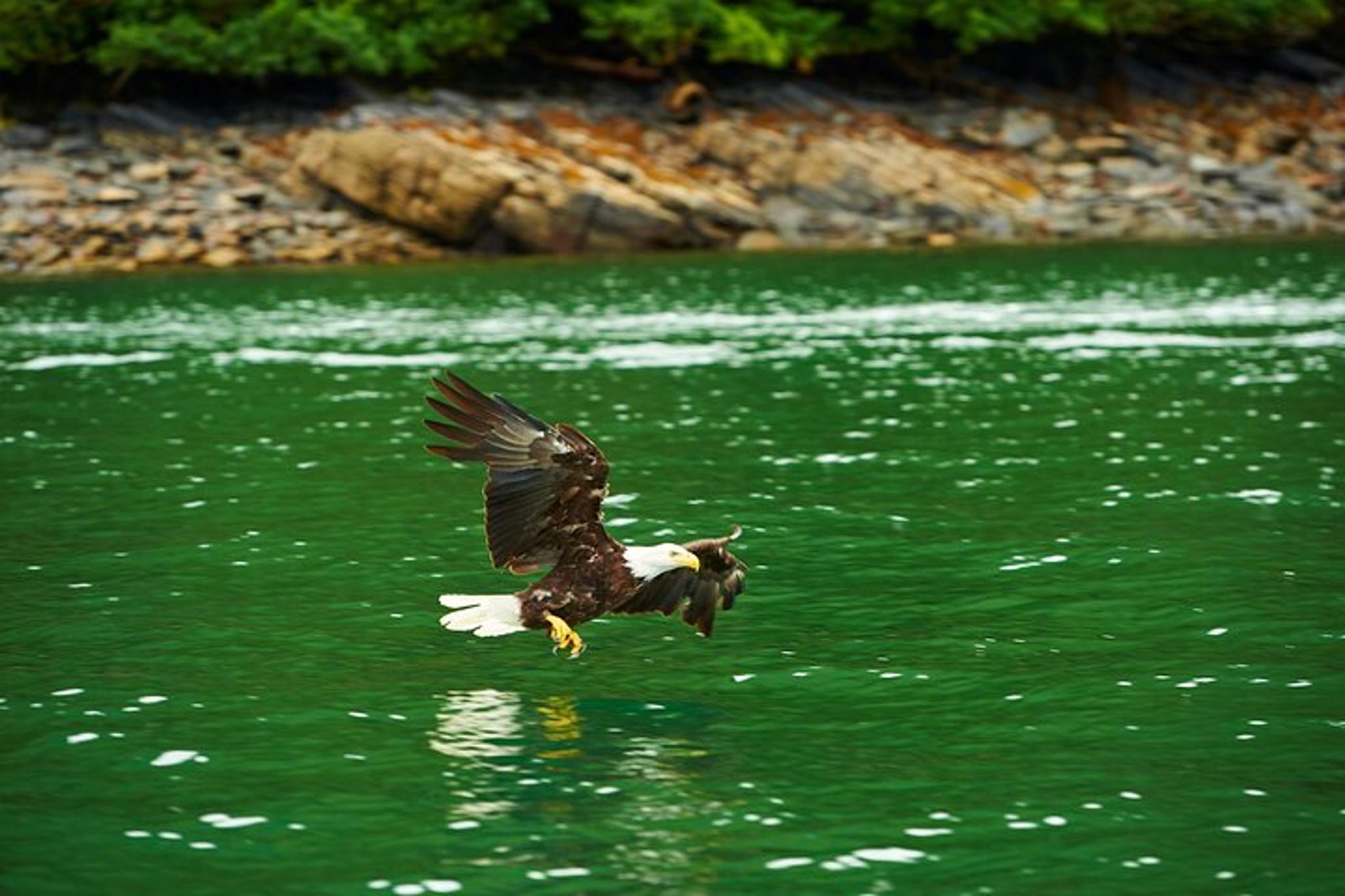 Ketchikan Hovercraft Eco Adventure - Image 3