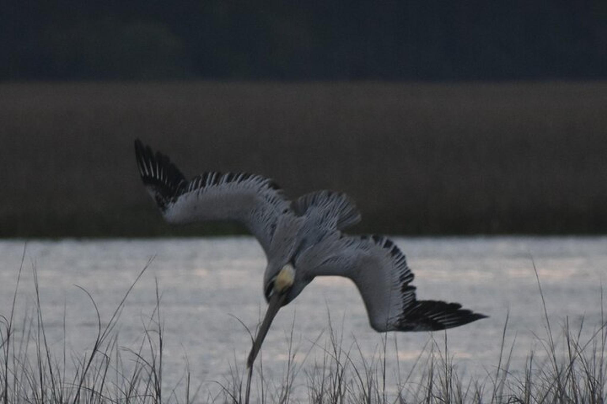 Folly Beach Dolphin Cruise at Sunset - Image 4