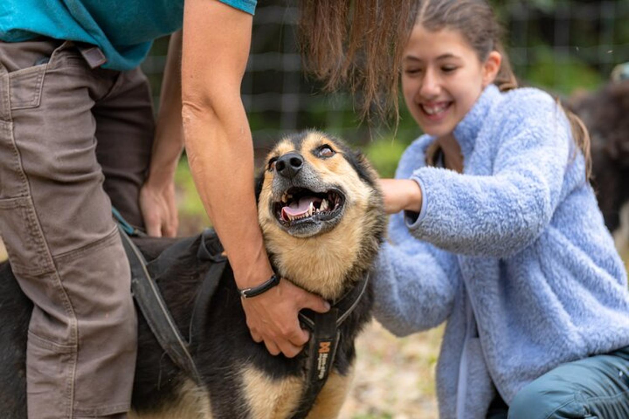 Two Rivers Sled Dog Experience 1 Hour - Image 4