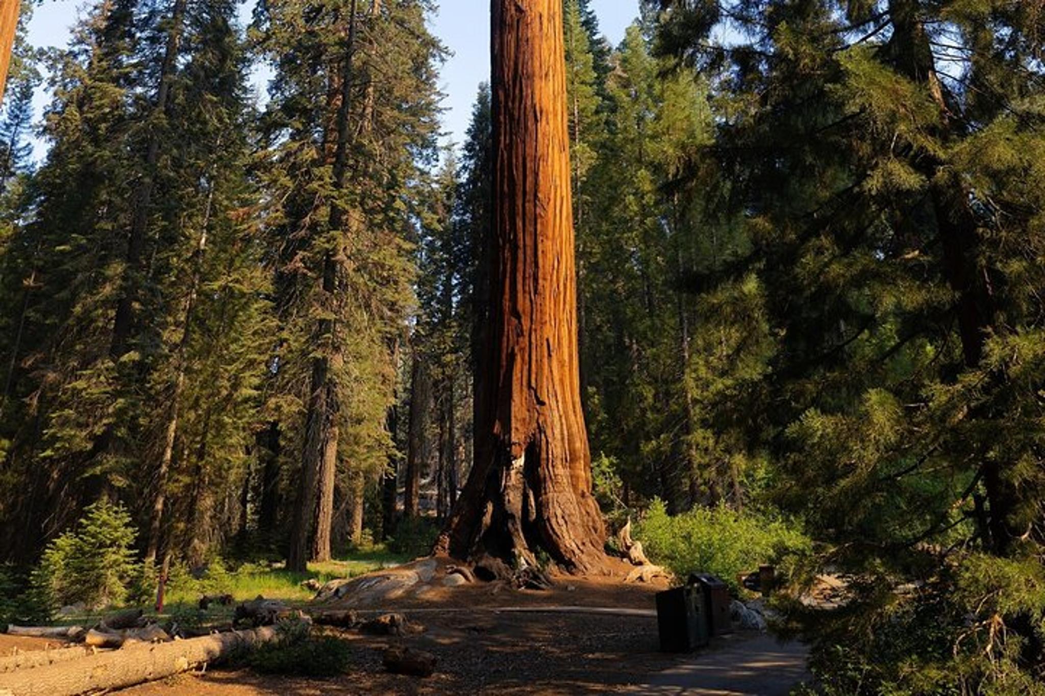 Sequoia National Park Forest Hike - Image 3