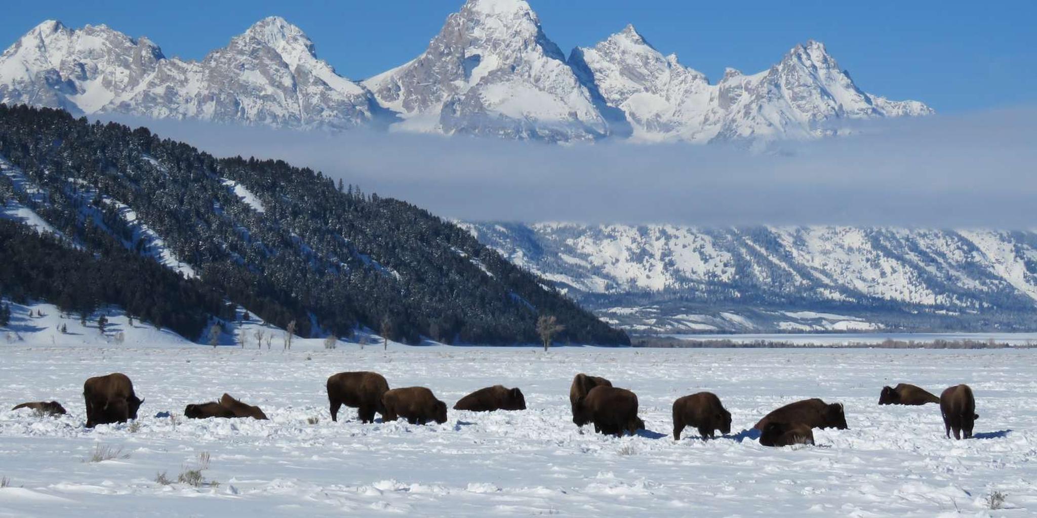 Jackson Hole Wildlife Tour with Sleigh Ride - Image 3