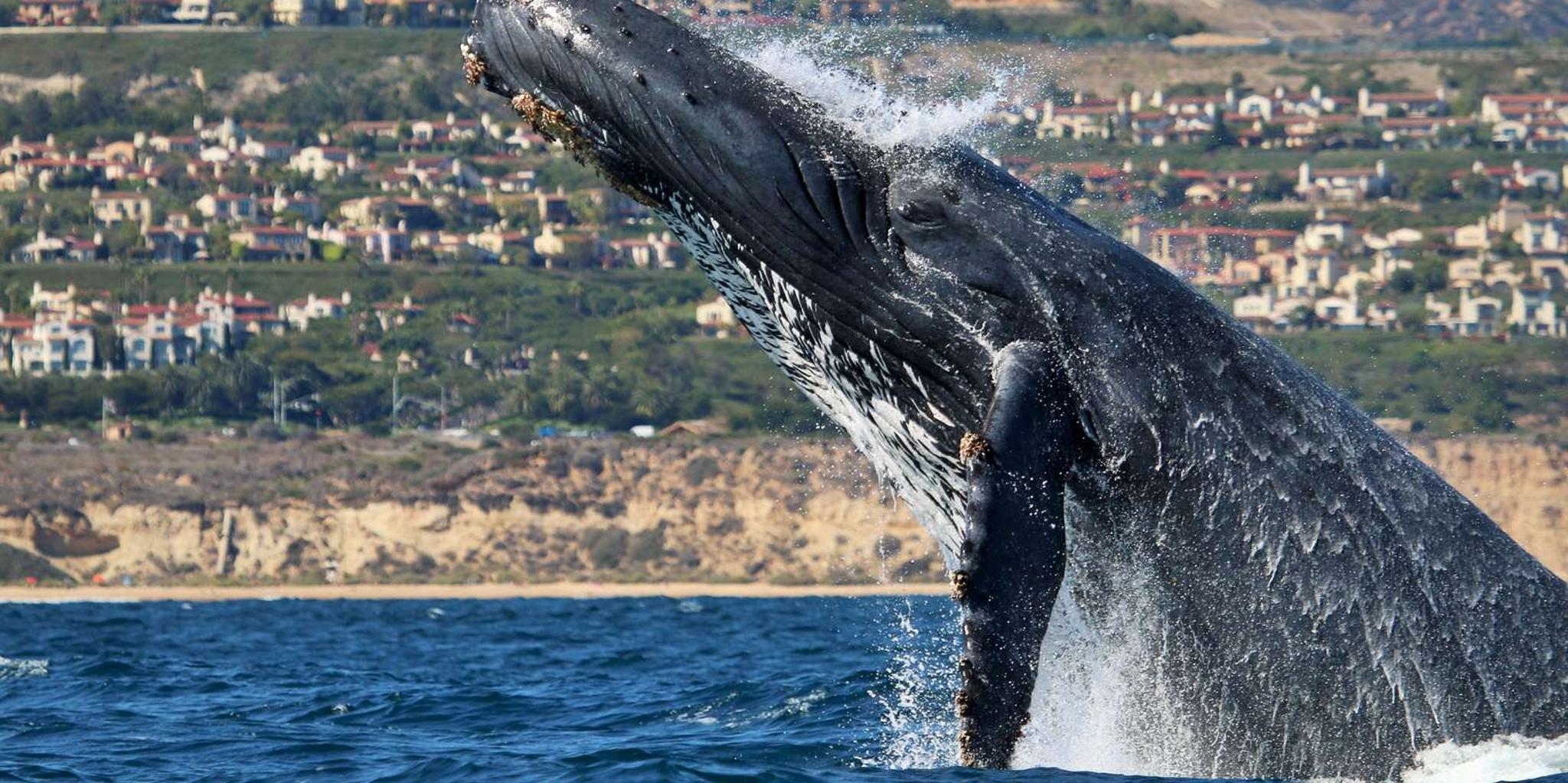 Newport Beach Whale Watching Adventure - Image 4