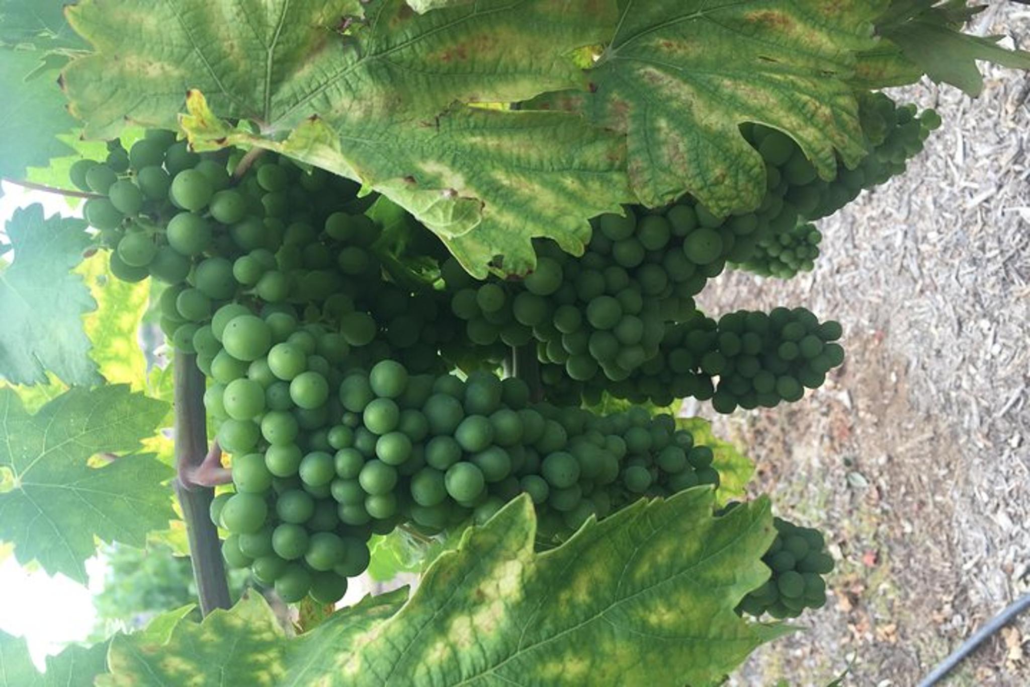 Temecula Wine Tasting Tour - Image 3
