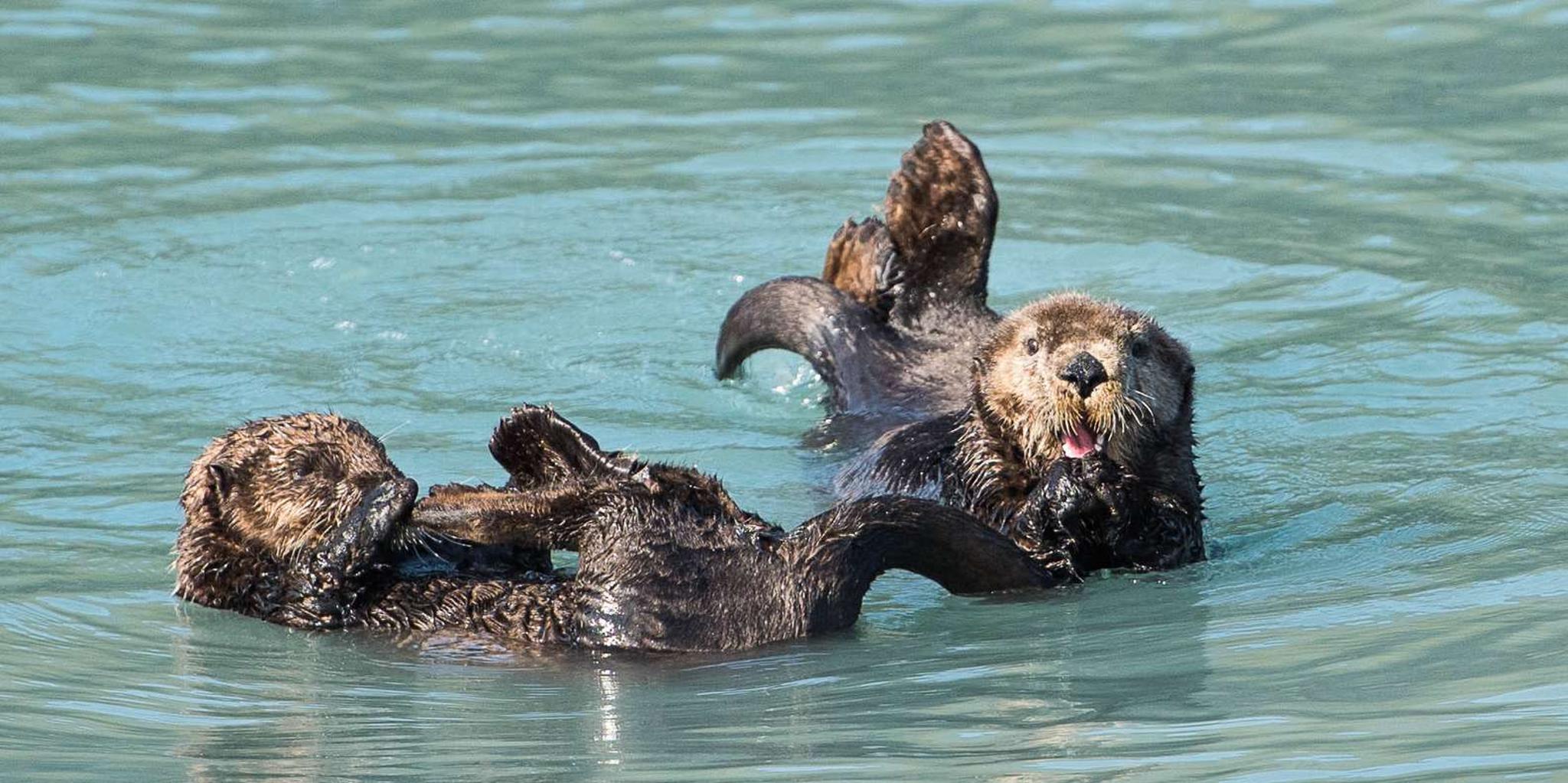 Seward Resurrection Bay Wildlife Cruise 4 hr