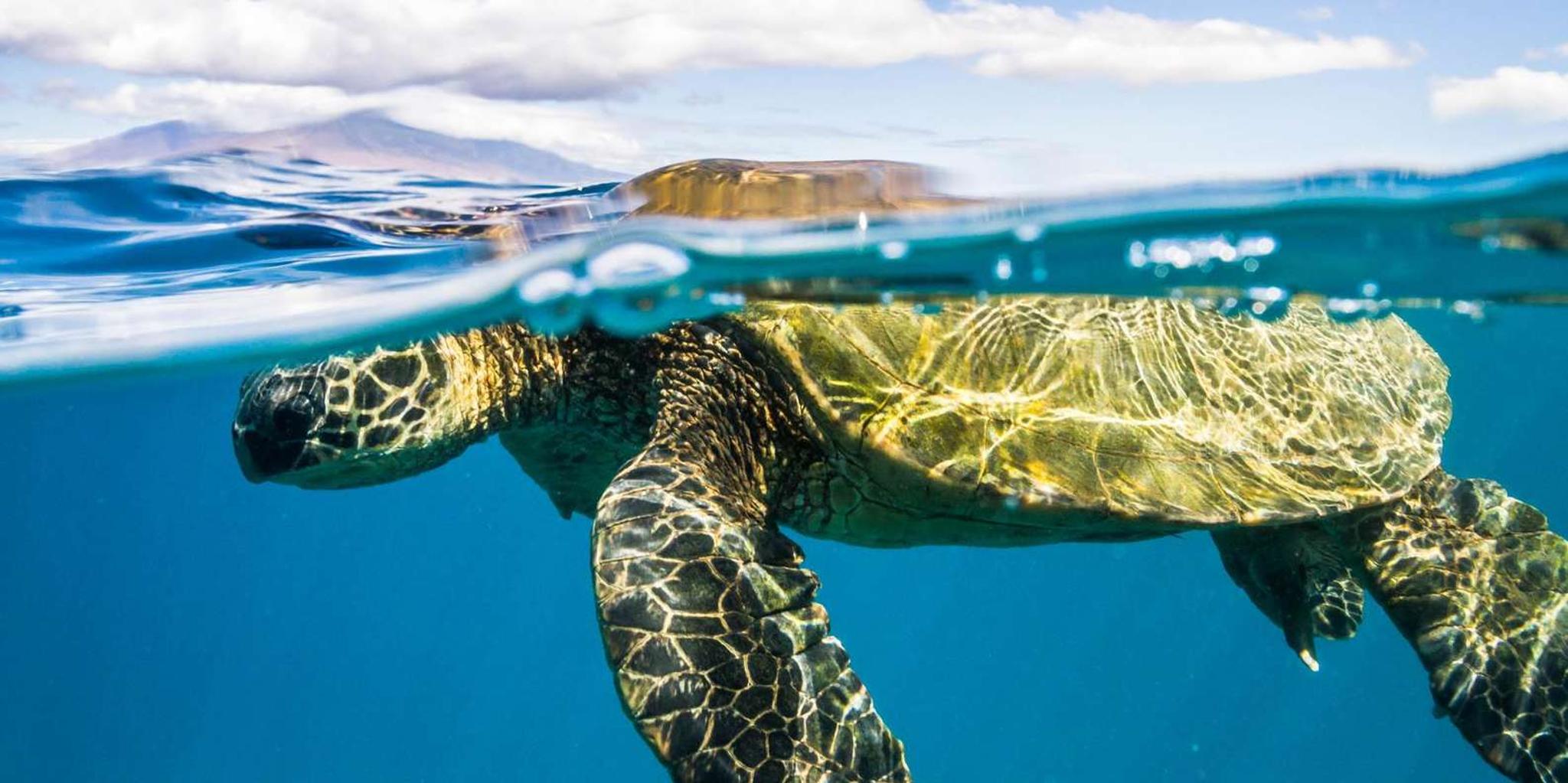 Maui Snorkel and Sunset Sail with BBQ Lunch - Image 3
