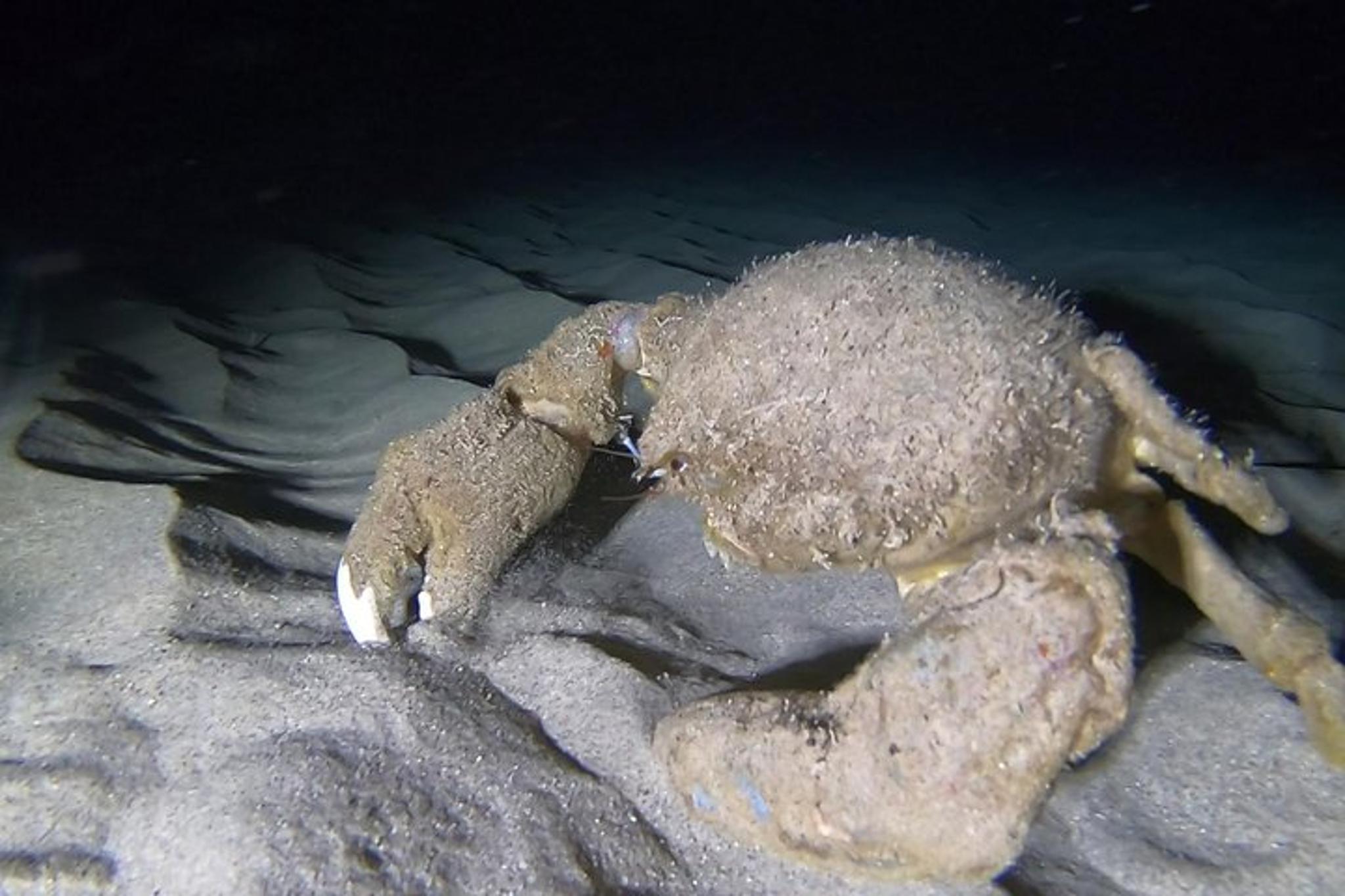 Oahu 2-Tank Night Dive for Certified Divers - Image 5
