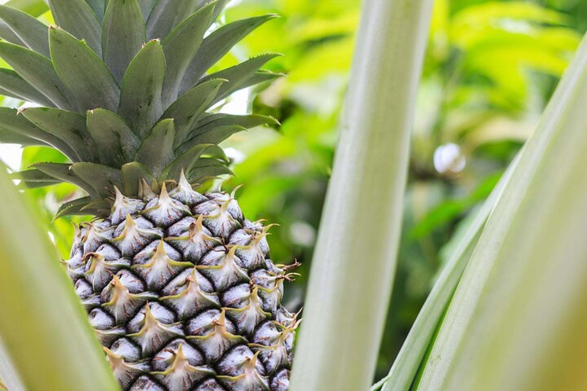 Maui Pineapple Farm Tour in Haliimaile - Image 2