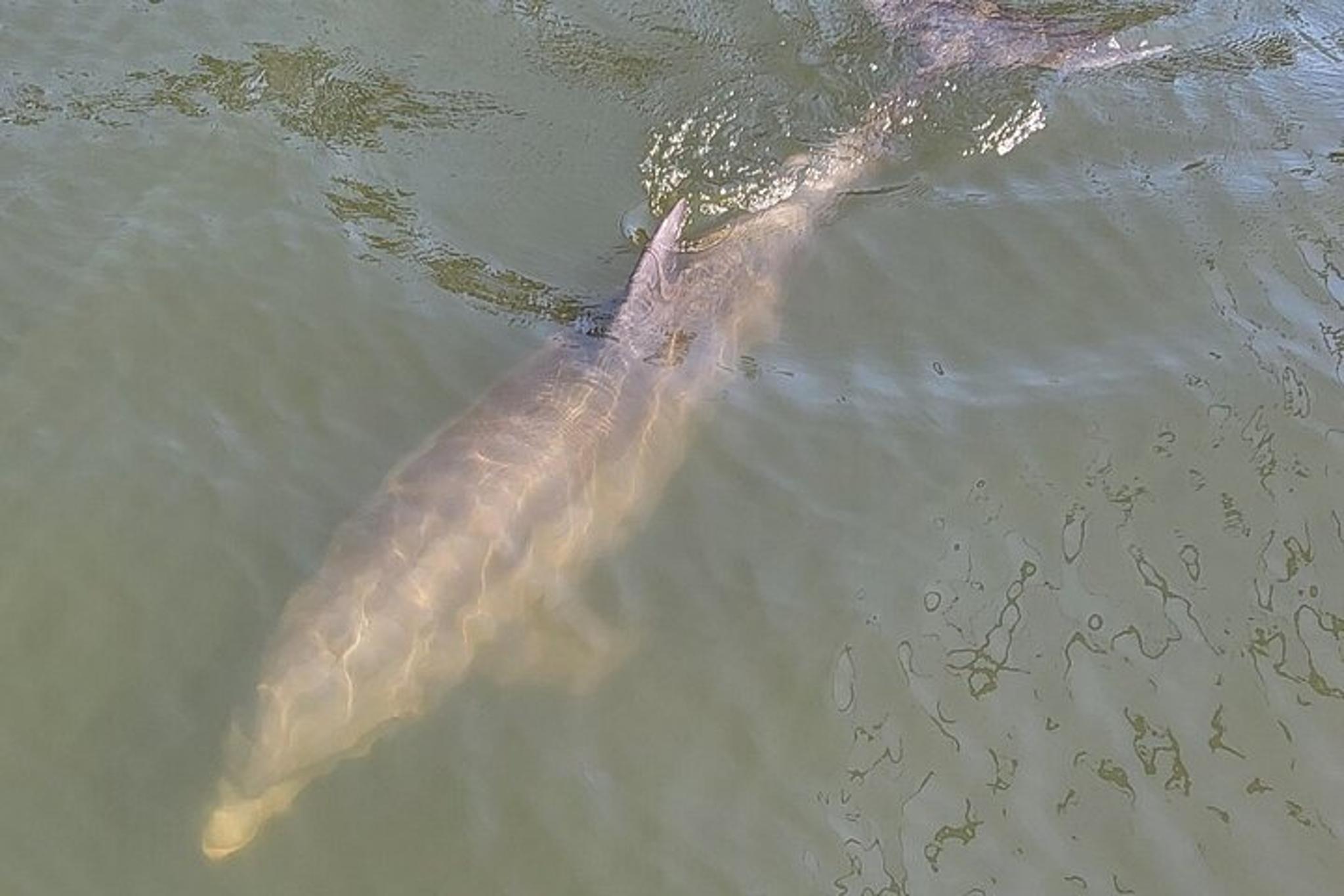 Melbourne Dolphin Sightseeing Tour 2 hr - Image 3