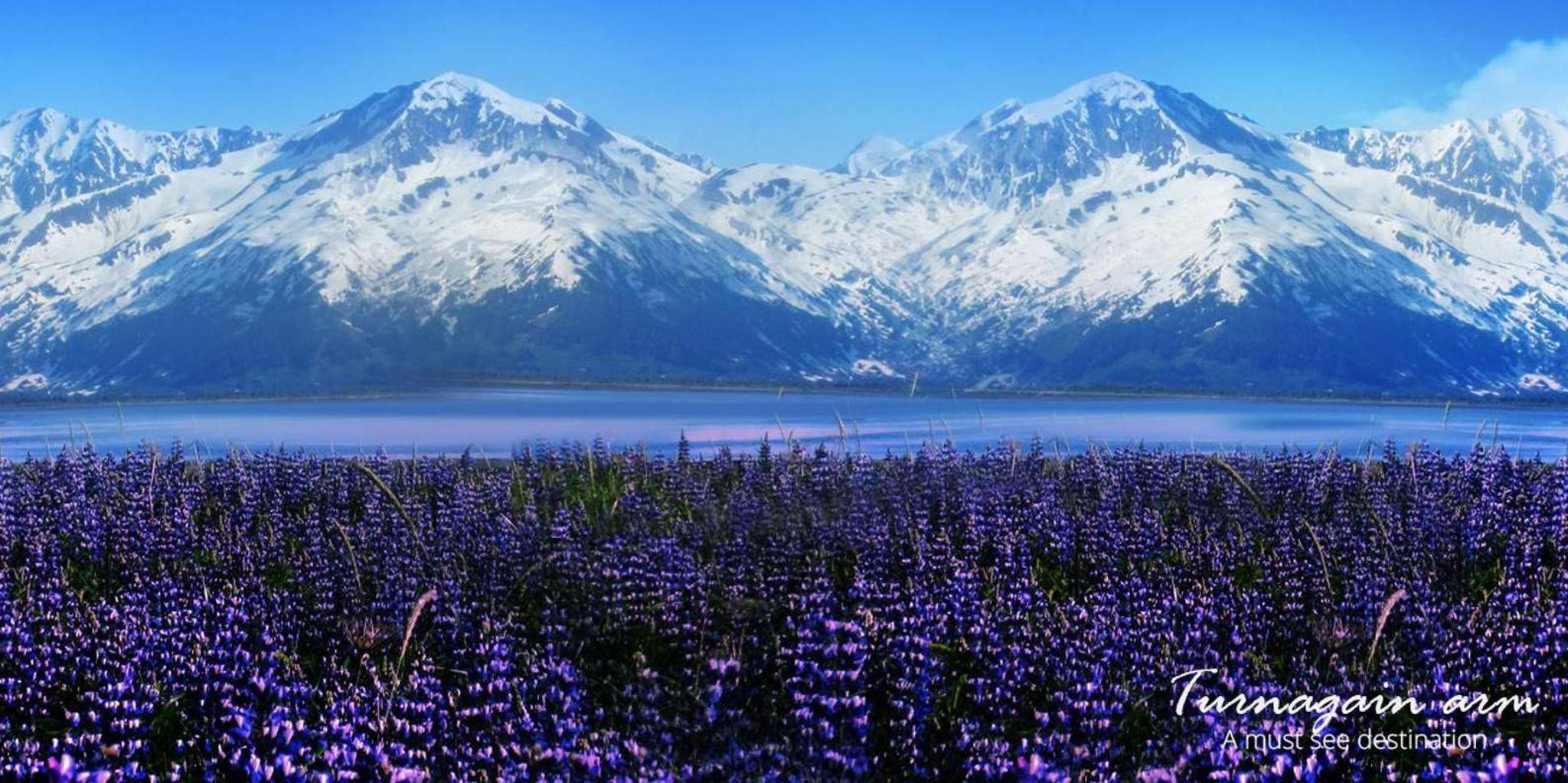Anchorage Alaska Wildlife and Turnagain Arm Tour