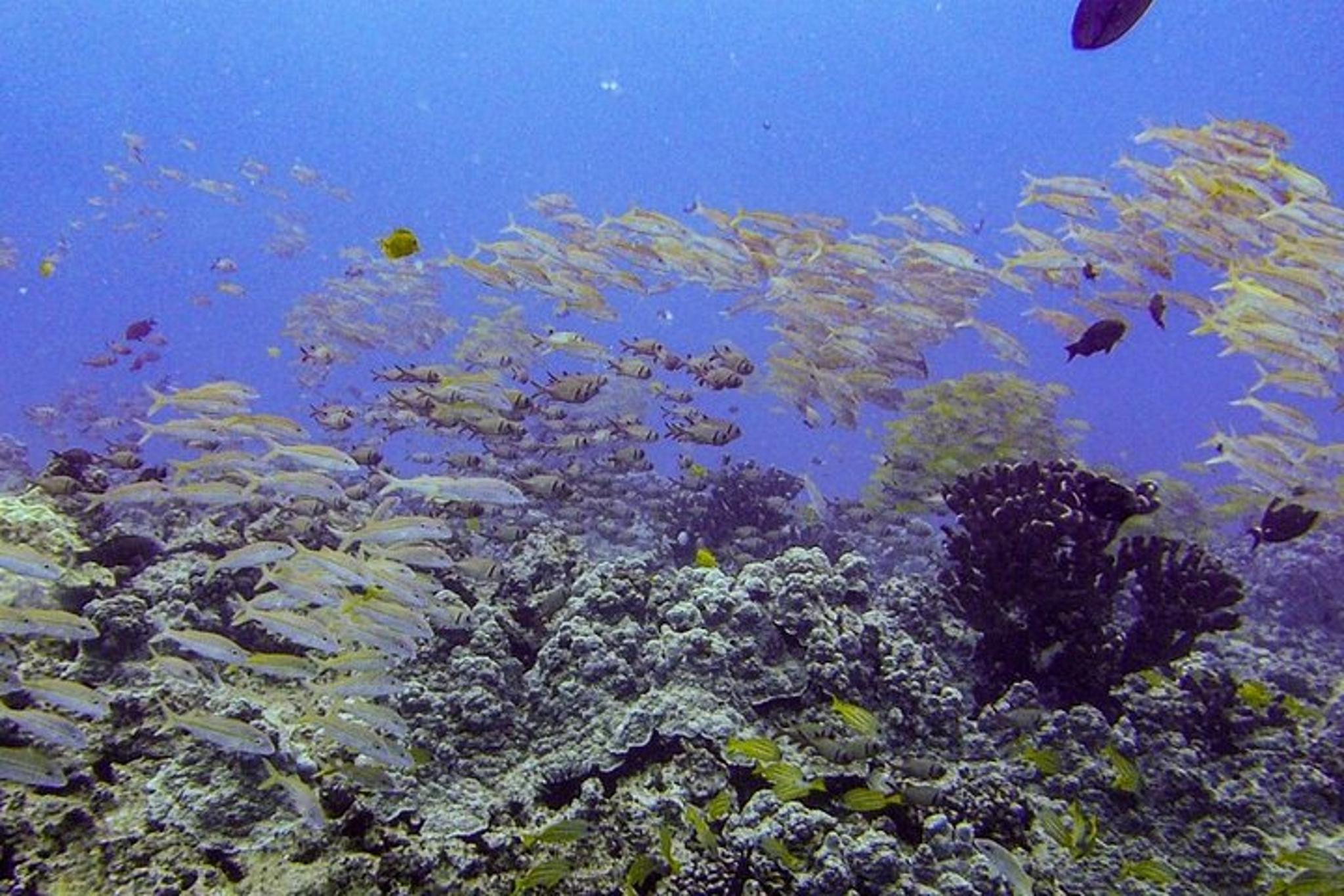 Maui Shore Dive - Image 3
