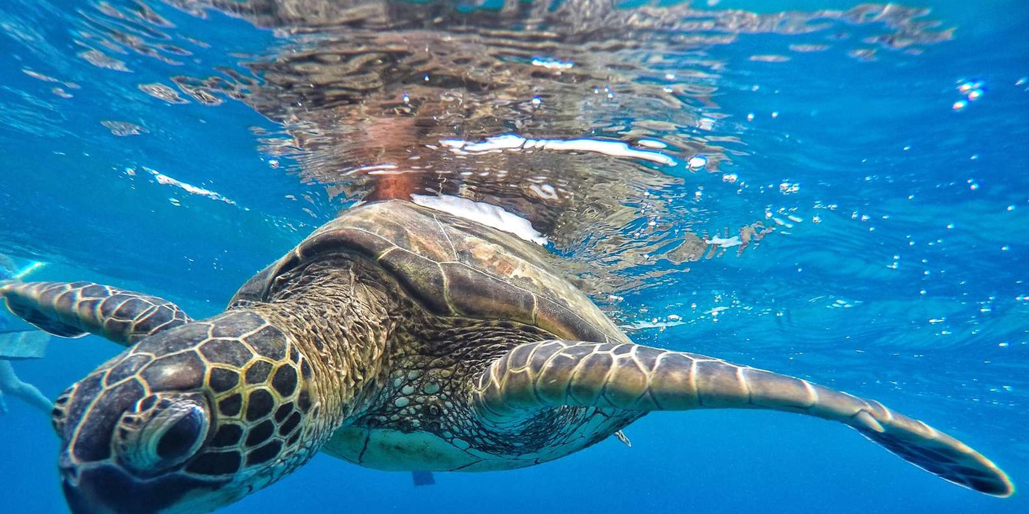 Ka'anapali Beach Snorkel and Turtle Spotting
