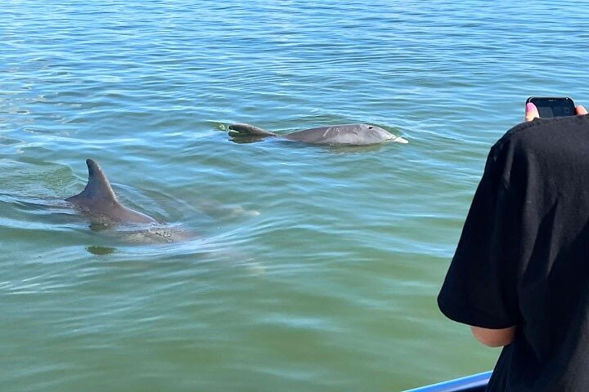 Marco Island Dolphin, Shelling, and Birding Eco Boat Tour - Image 3