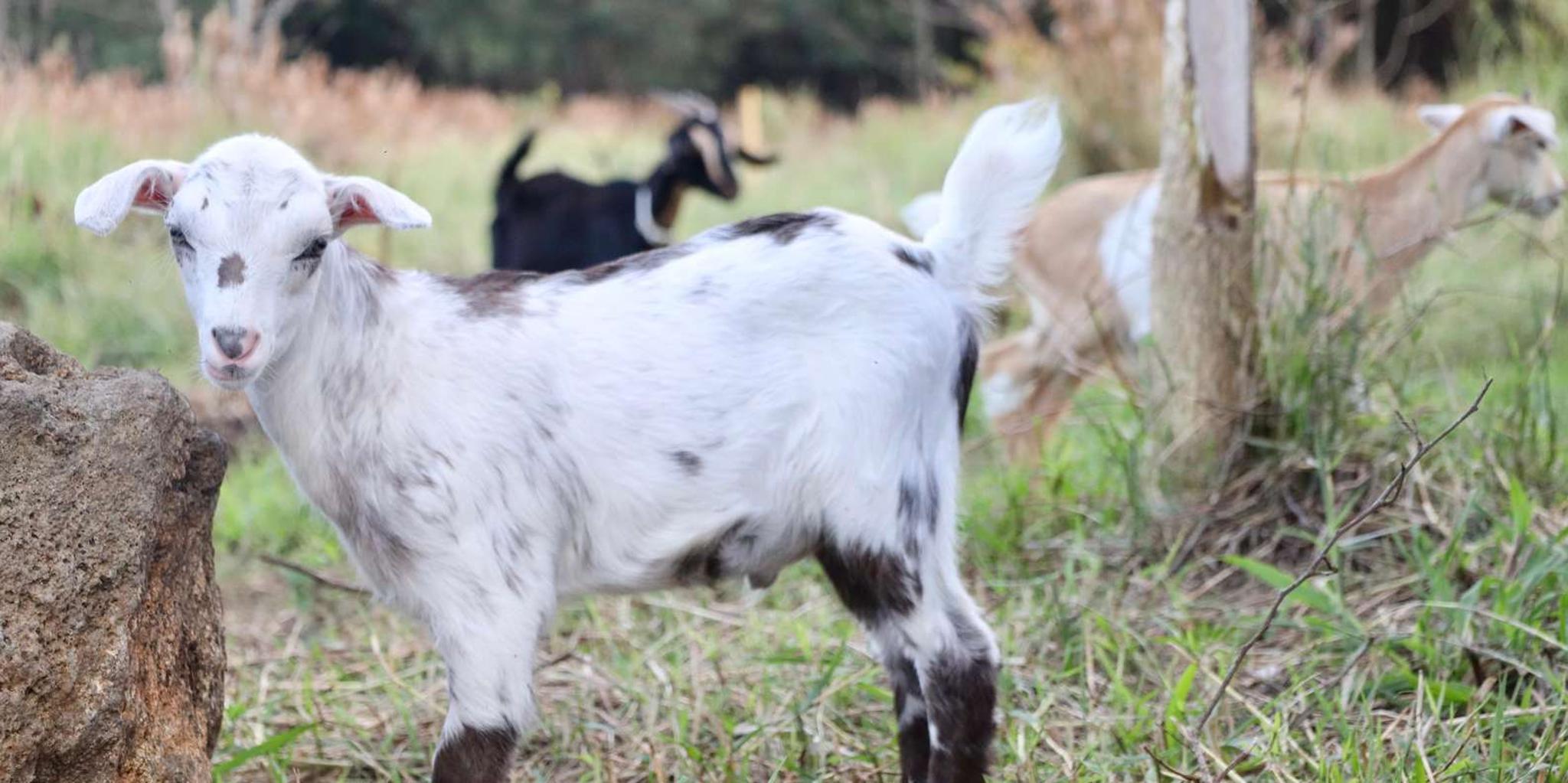 Big Island ATV Farm Tour - Image 5