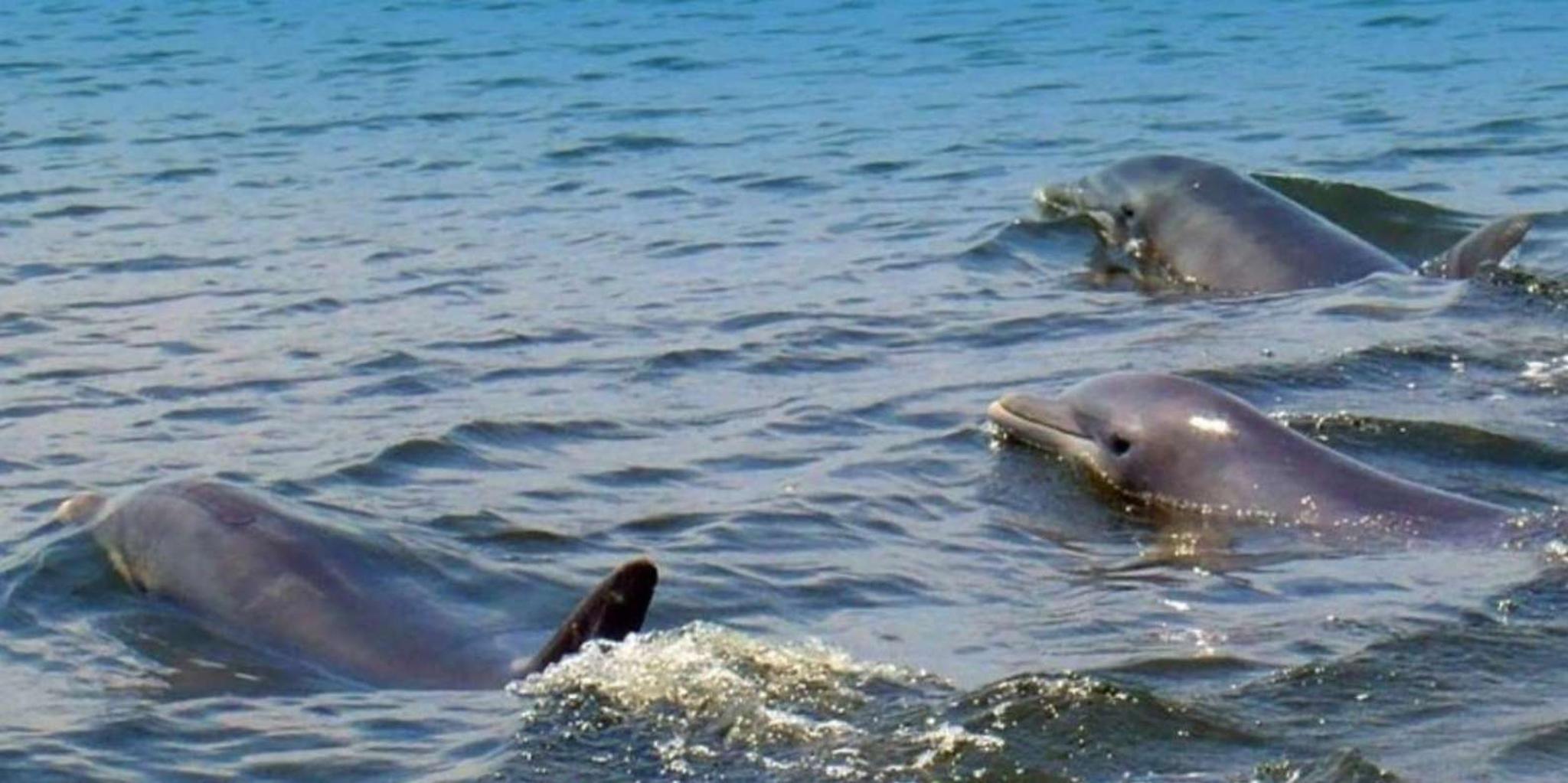 St. Augustine Dolphin and Wildlife Boat Tour - Image 2