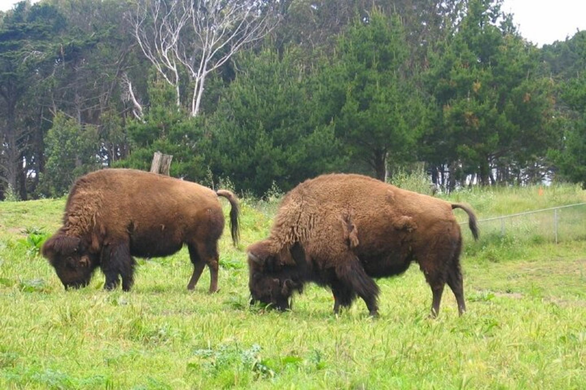 San Francisco Golden Gate Park Tour - Image 2
