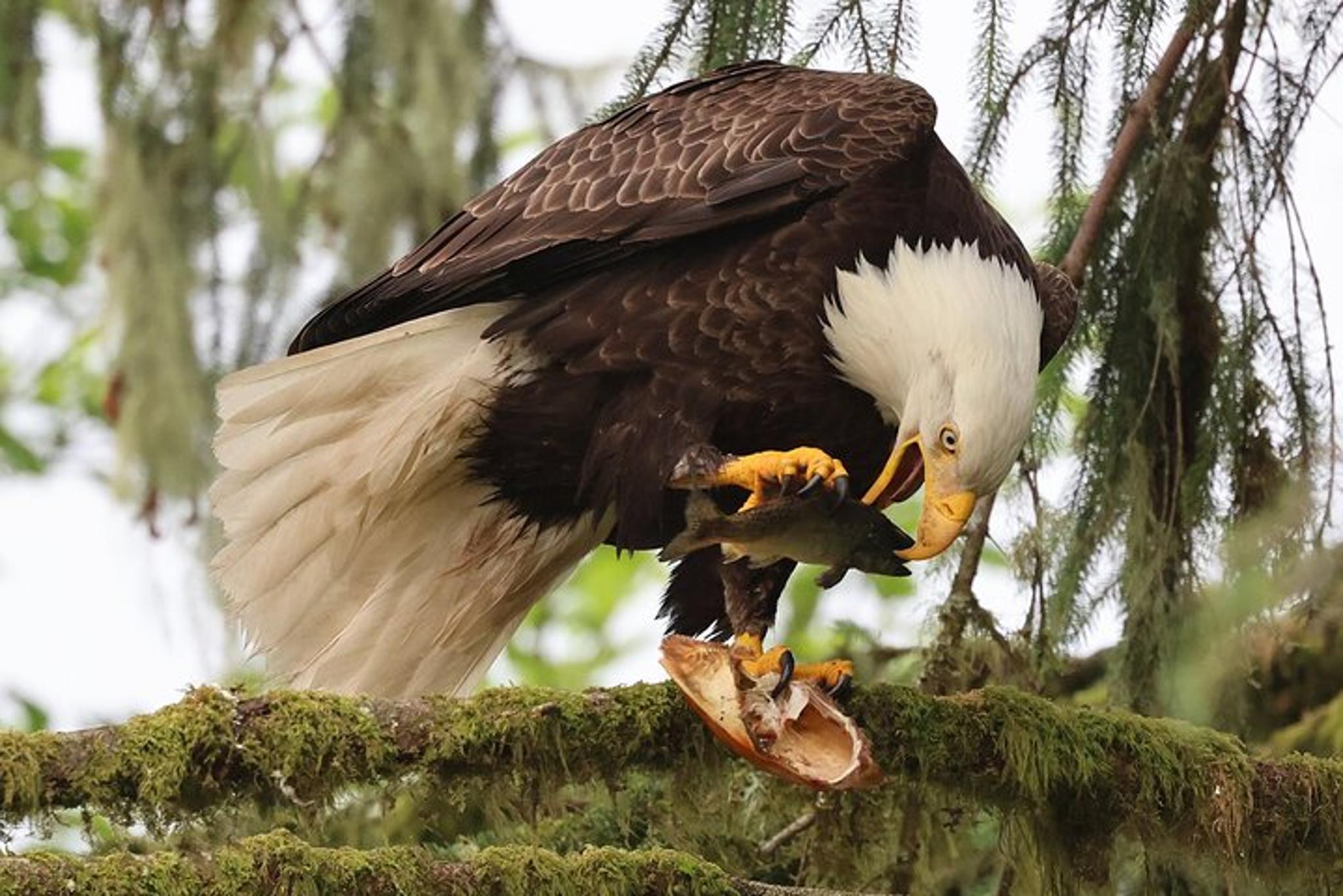 Ketchikan Private Custom Excursion - Image 3