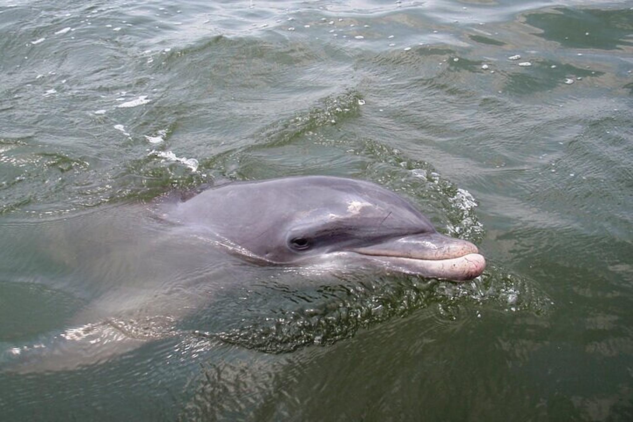 Hilton Head Island Kayak Rental - Image 6