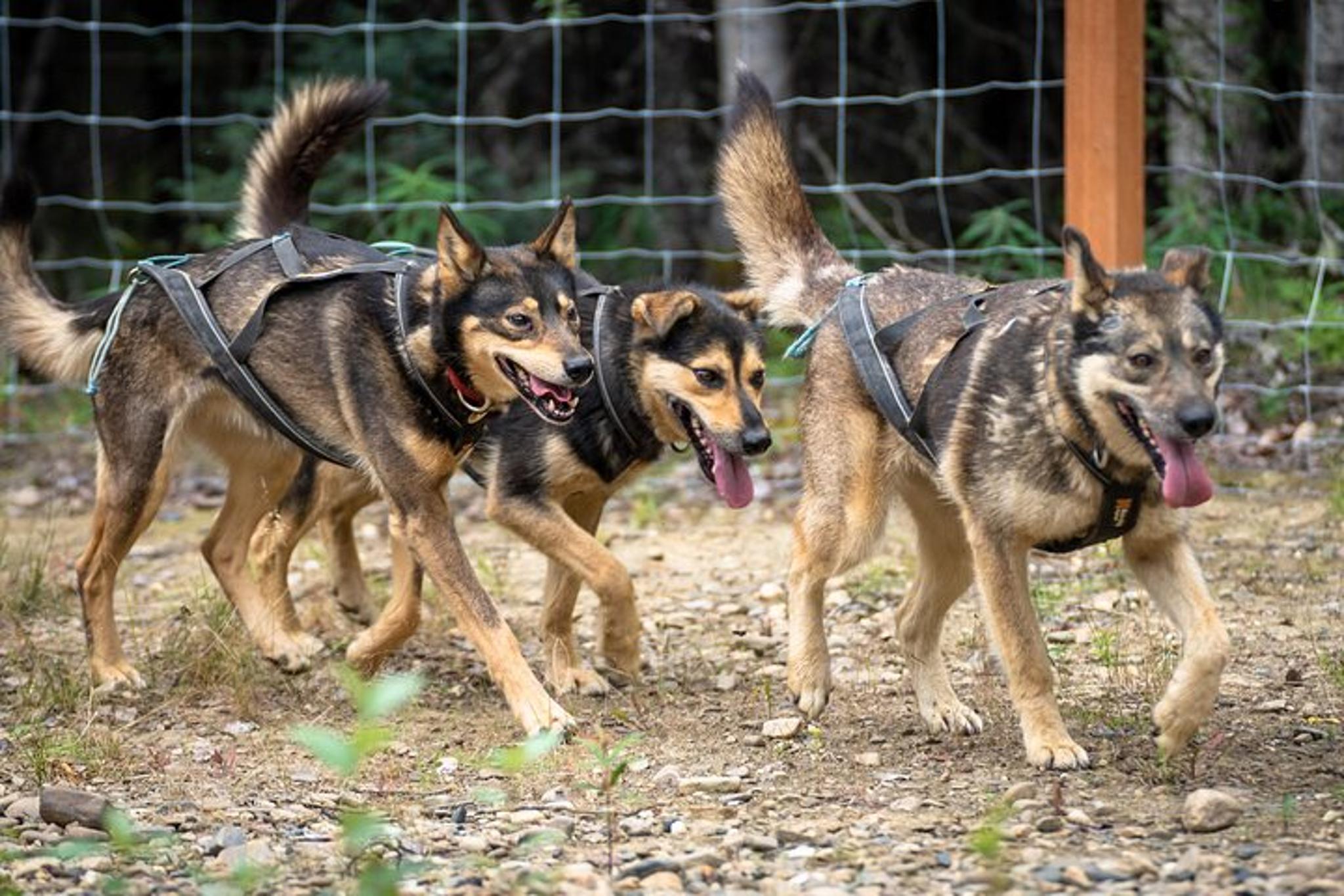 Two Rivers Sled Dog Experience