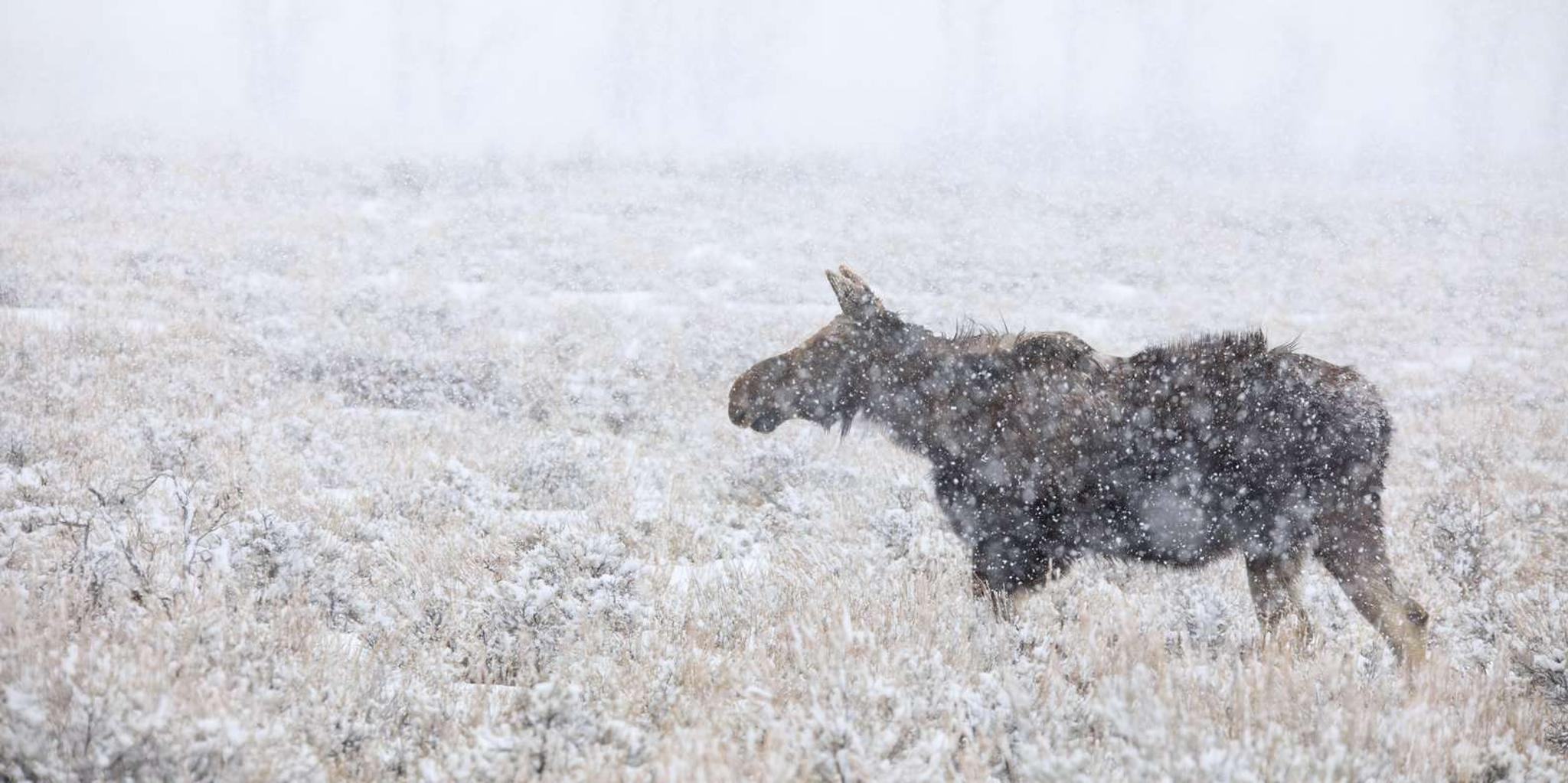 Jackson Hole Grand Teton Winter Wildlife Tour - Image 6