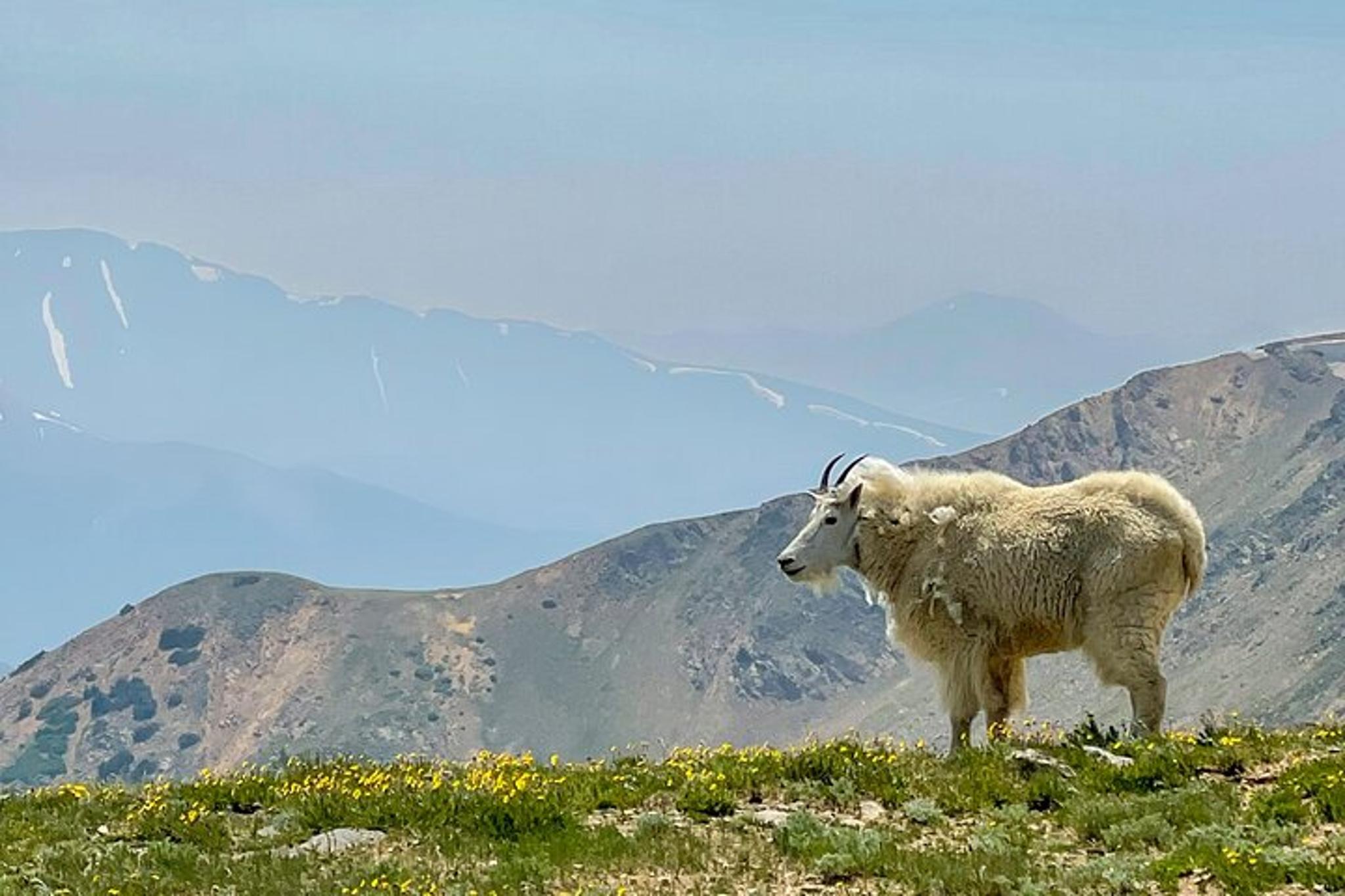 Colorado Backcountry 4x4 Off-Road Adventure - Image 5
