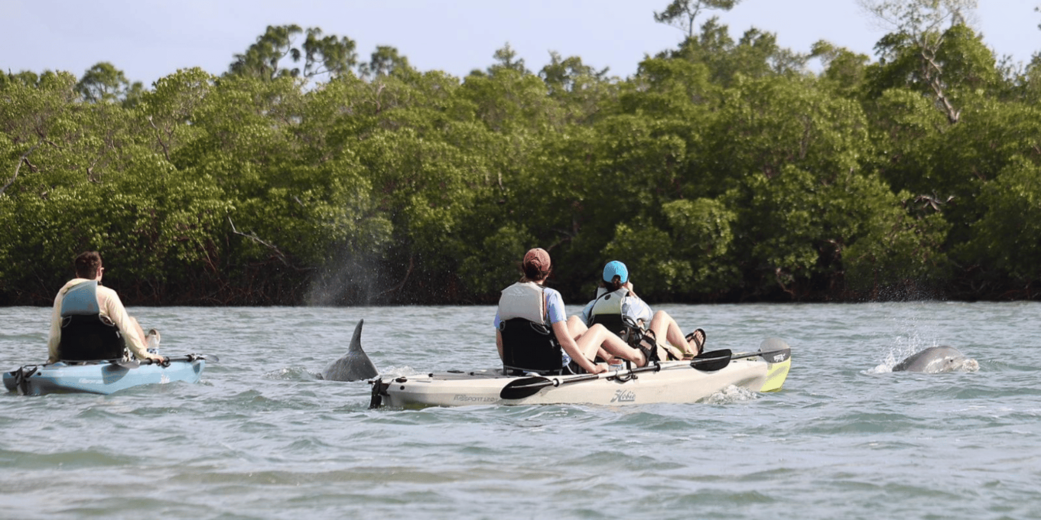 Naples Marco Island Mangroves Kayak or Paddle Tour - Image 4