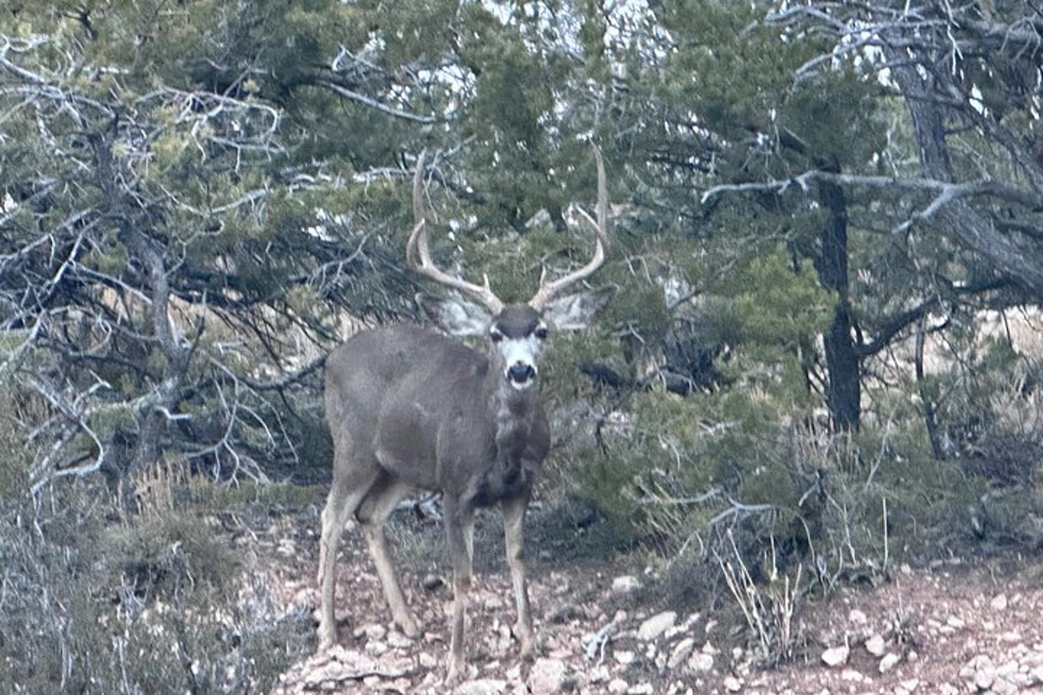 Grand Canyon Car Tour - Image 4
