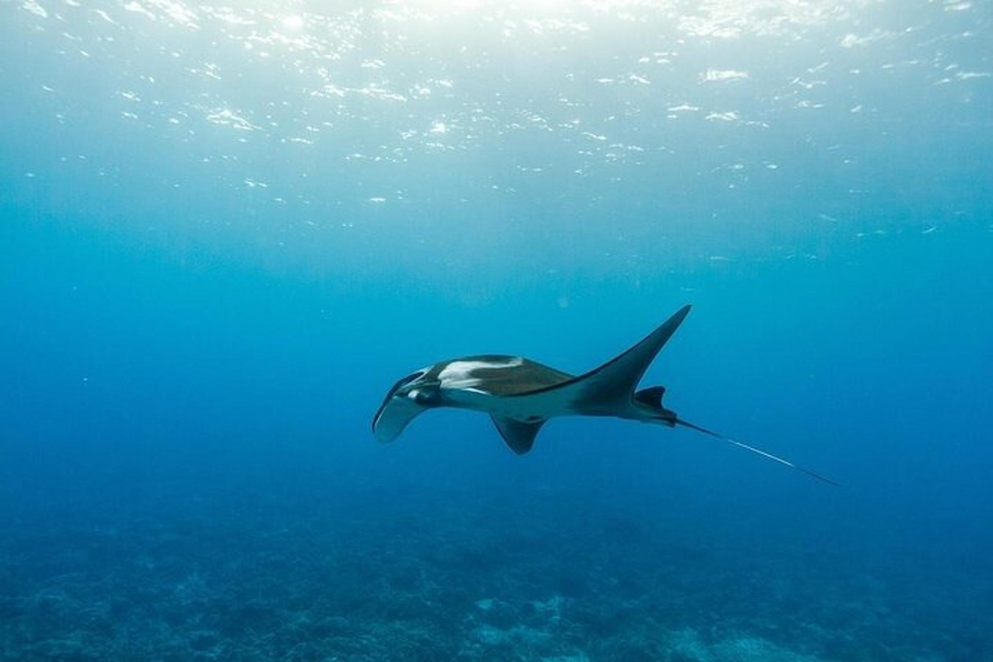 Maui Snorkel Adventure with BBQ Lunch - Image 4