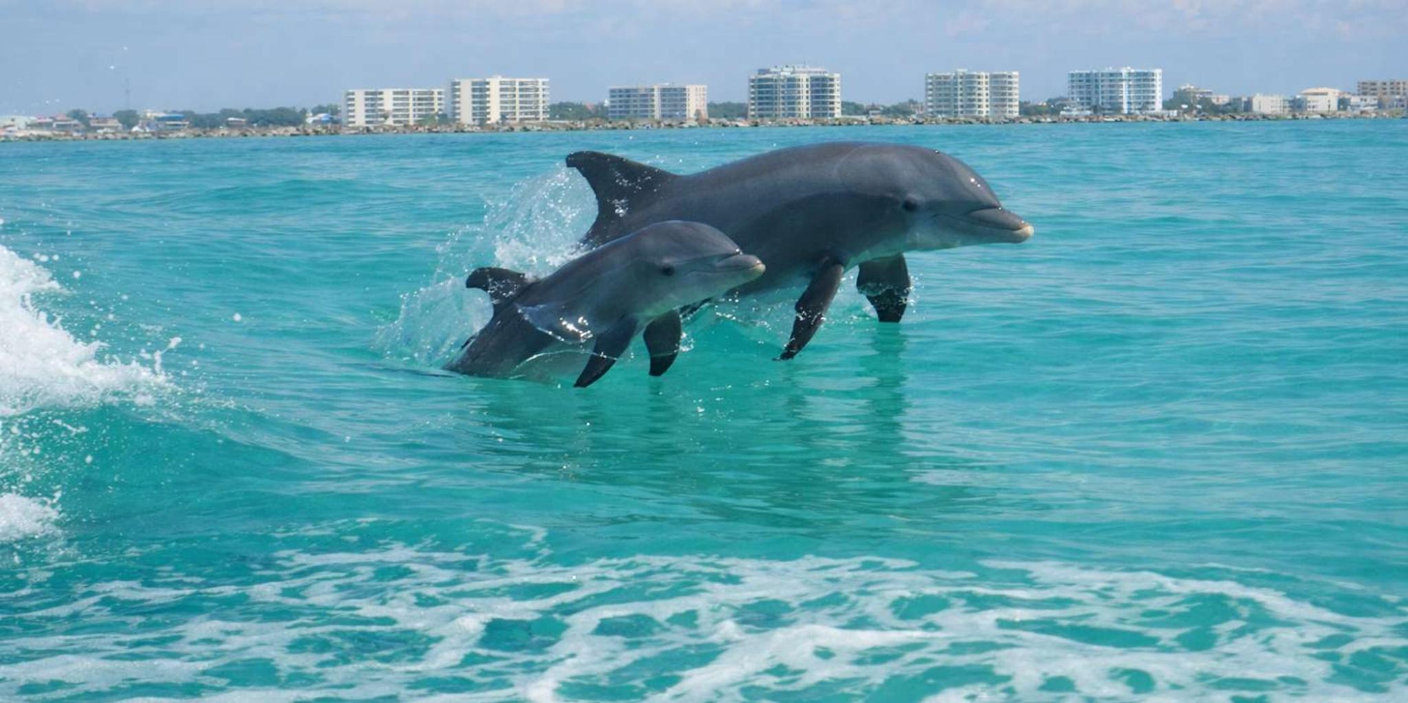 Panama City Beach Snorkeling and Dolphin Watching Tour - Image 2
