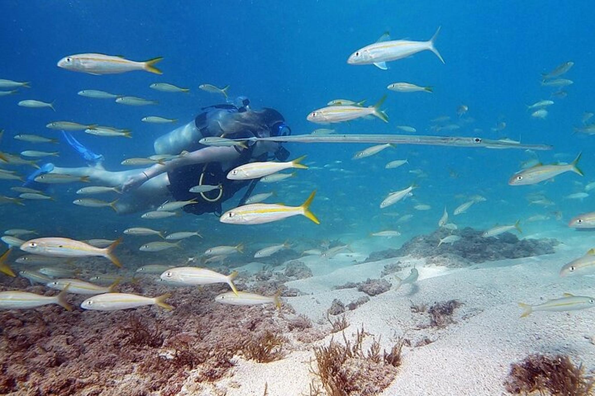 West Palm Beach Scuba Diving with Turtles 90 min - Image 2
