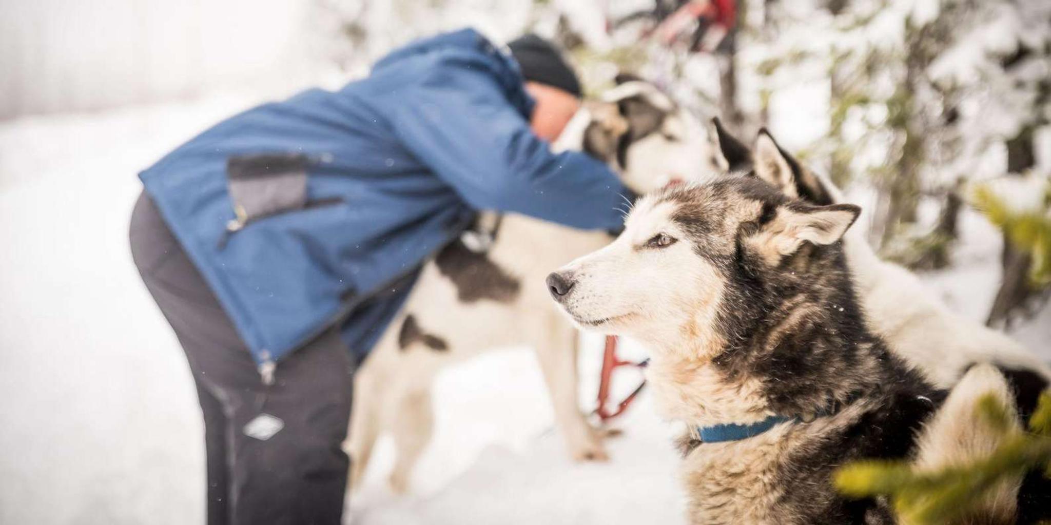 Fairbanks Dog Sledding Adventure - Image 5