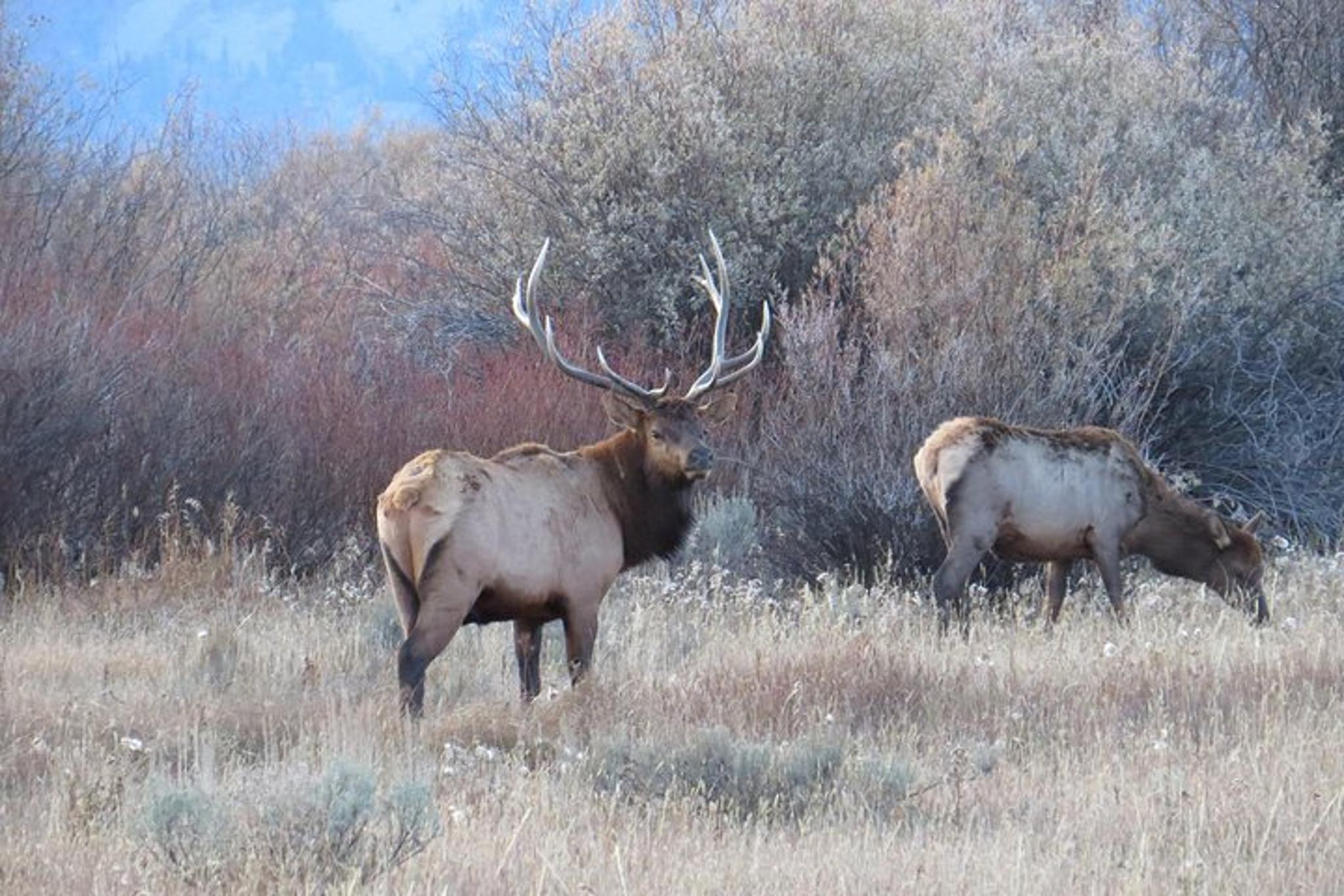 Jackson Hole Wildlife Safari - Image 4