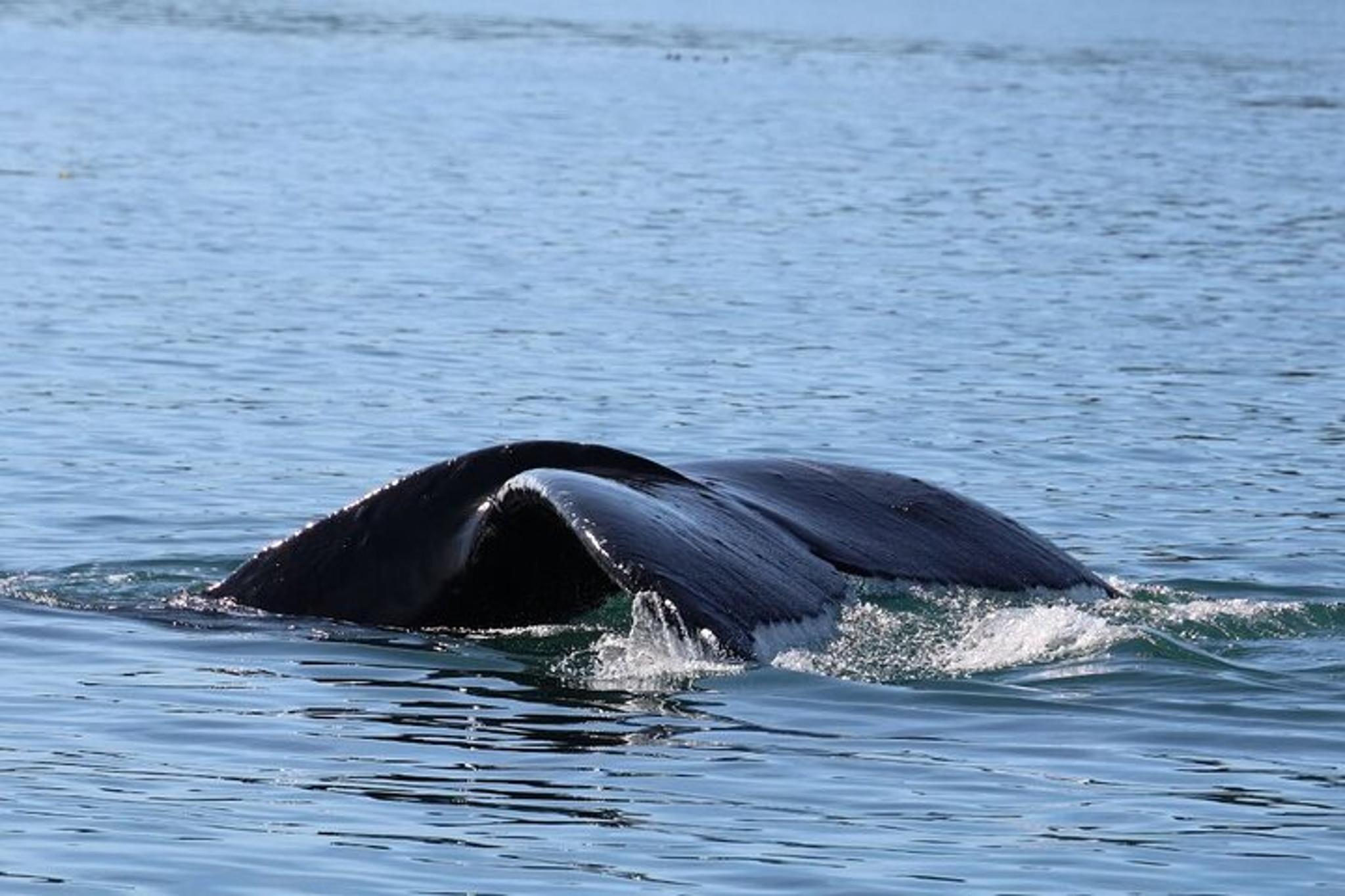 Newport Beach Whale Watching Cruise - Image 6