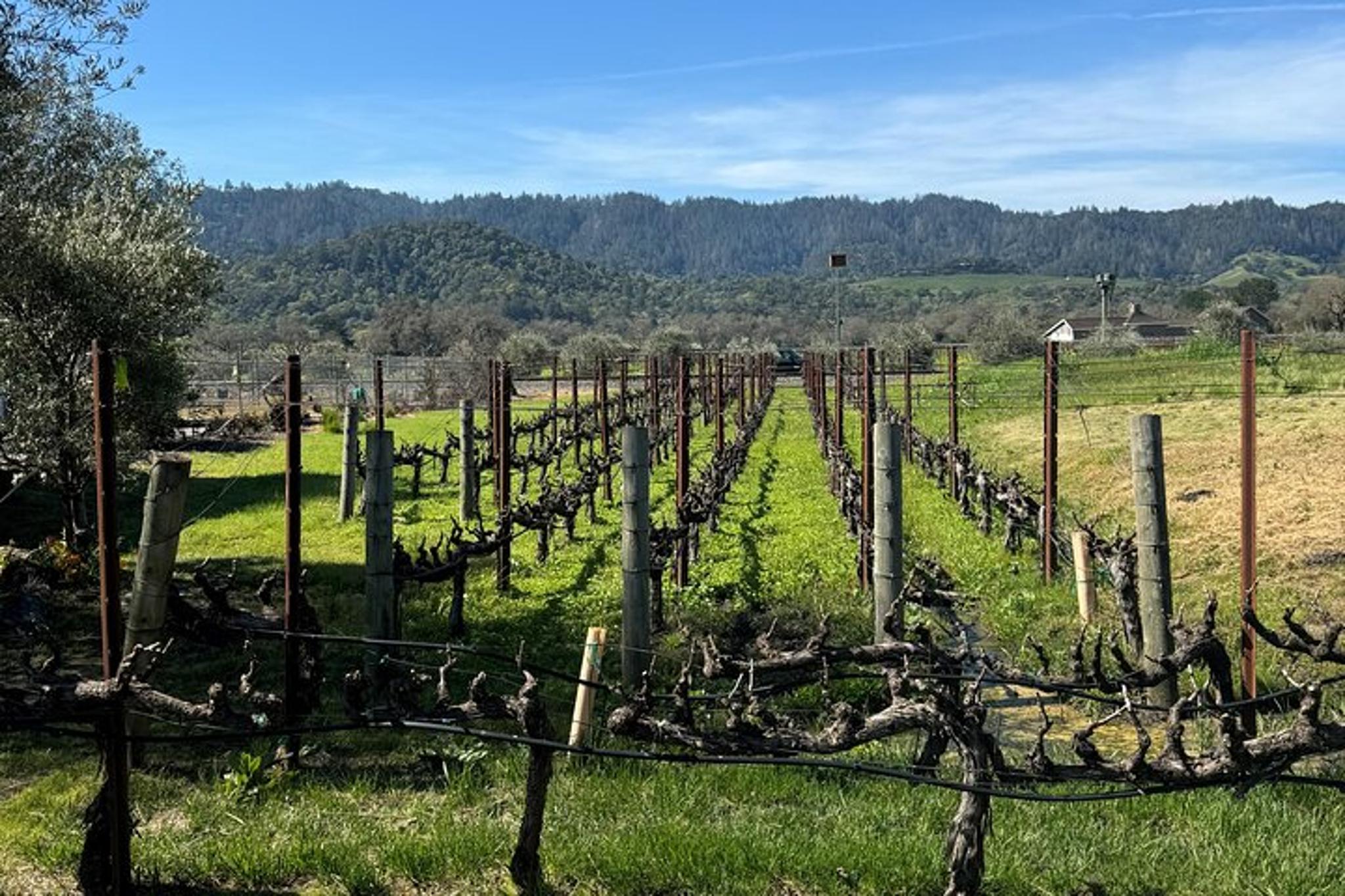 San Francisco Wine Tour with Tastings 6 hr - Image 5