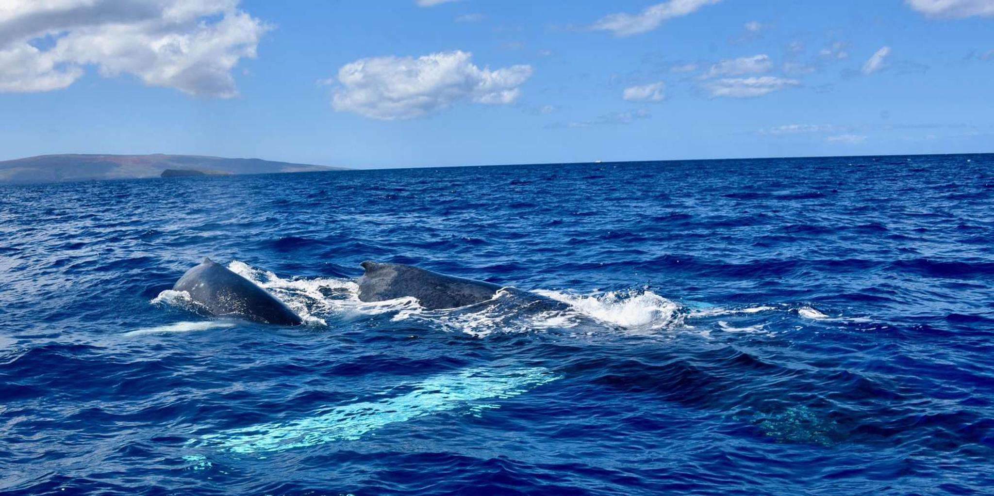Kawaihae Whale Watching Tour - Image 6