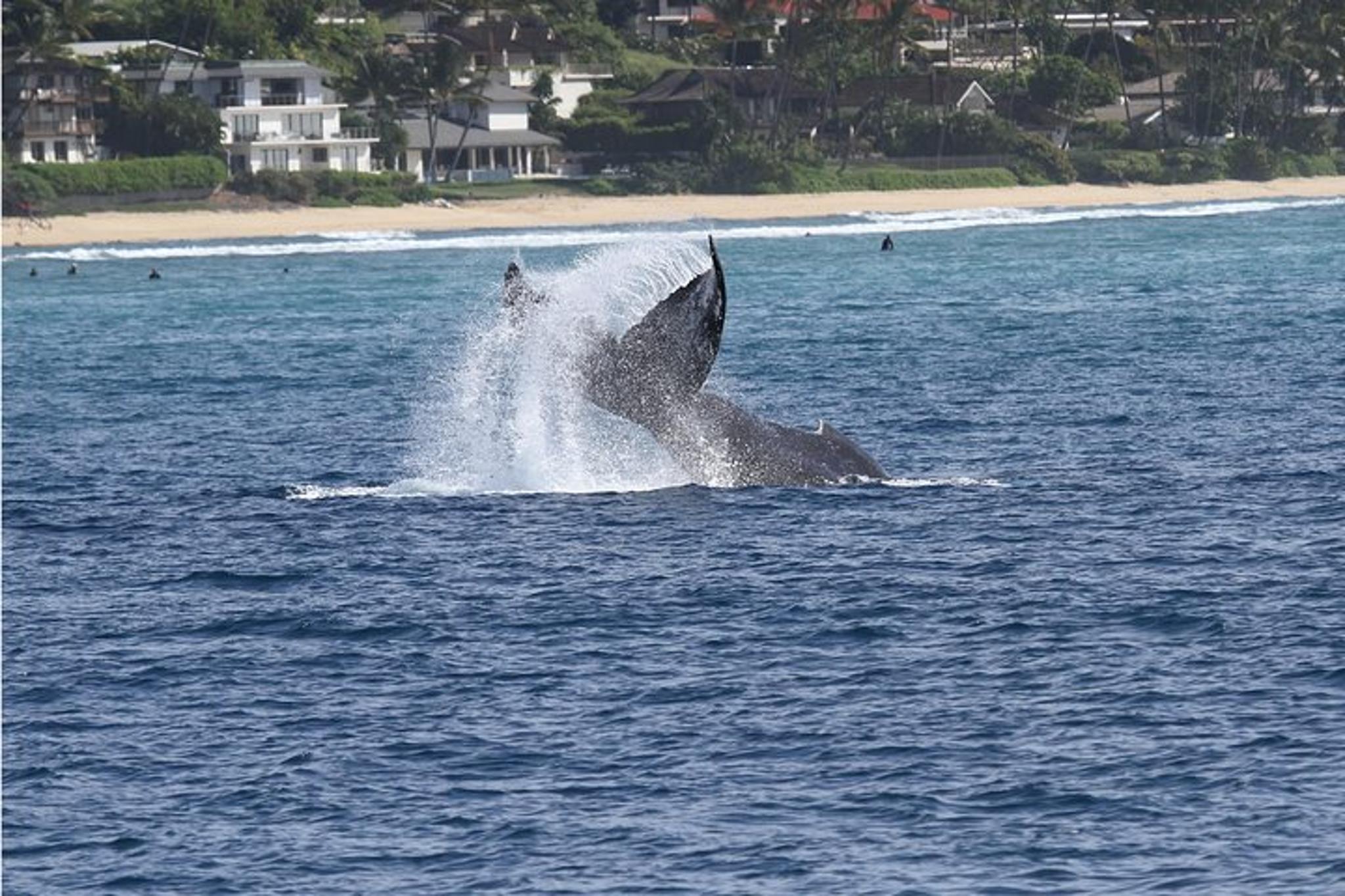 Honolulu Whale Watching Cruise - Image 4