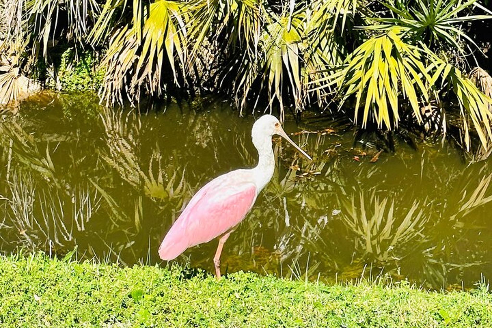 Ormond Beach Manatee and Nature Tour - Image 6